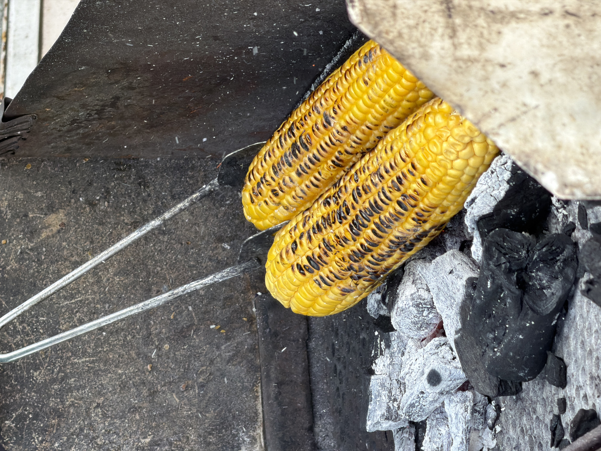 Two ears of corn are being grilled over hot coals. The corn is a vibrant yellow and has been charred in places, indicating it is close to being fully cooked. The corn is being held by silver tongs, which are partially visible at the top of the image. The coals are dark grey and white, with some black charcoal pieces mixed in. The scene appears to be taking place in a backyard or outdoor cooking area.