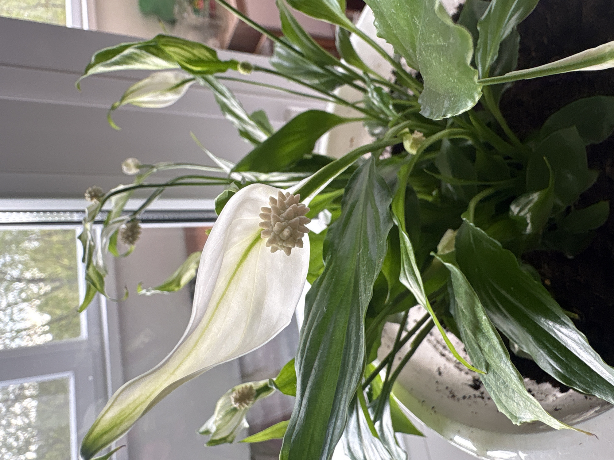 A close-up shot of a Peace Lily (Spathiphyllum) plant in bloom. The primary focus is a large, white spathe flower with a spadix in the center, surrounded by lush green leaves. The plant is in a white pot. The background features a window with a view of an exterior scene, possibly including trees. The location is likely indoors, and the time of day appears to be daylight due to the natural light from the window. There's no evidence or information indicating that the photo was taken in Perm, Russia, nor any mention of people, subjects, actions, or interactions.