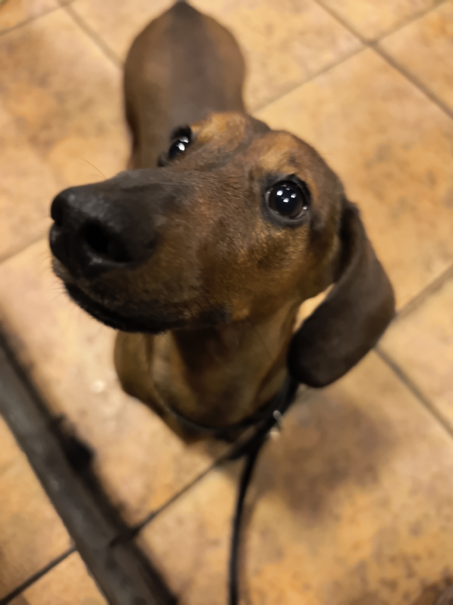 A brown dachshund dog looks up at the camera with a pleading expression. The dog is wearing a black collar and leash. The background is a tiled floor. The location is not identifiable as Kamenka, Russia, from the image.