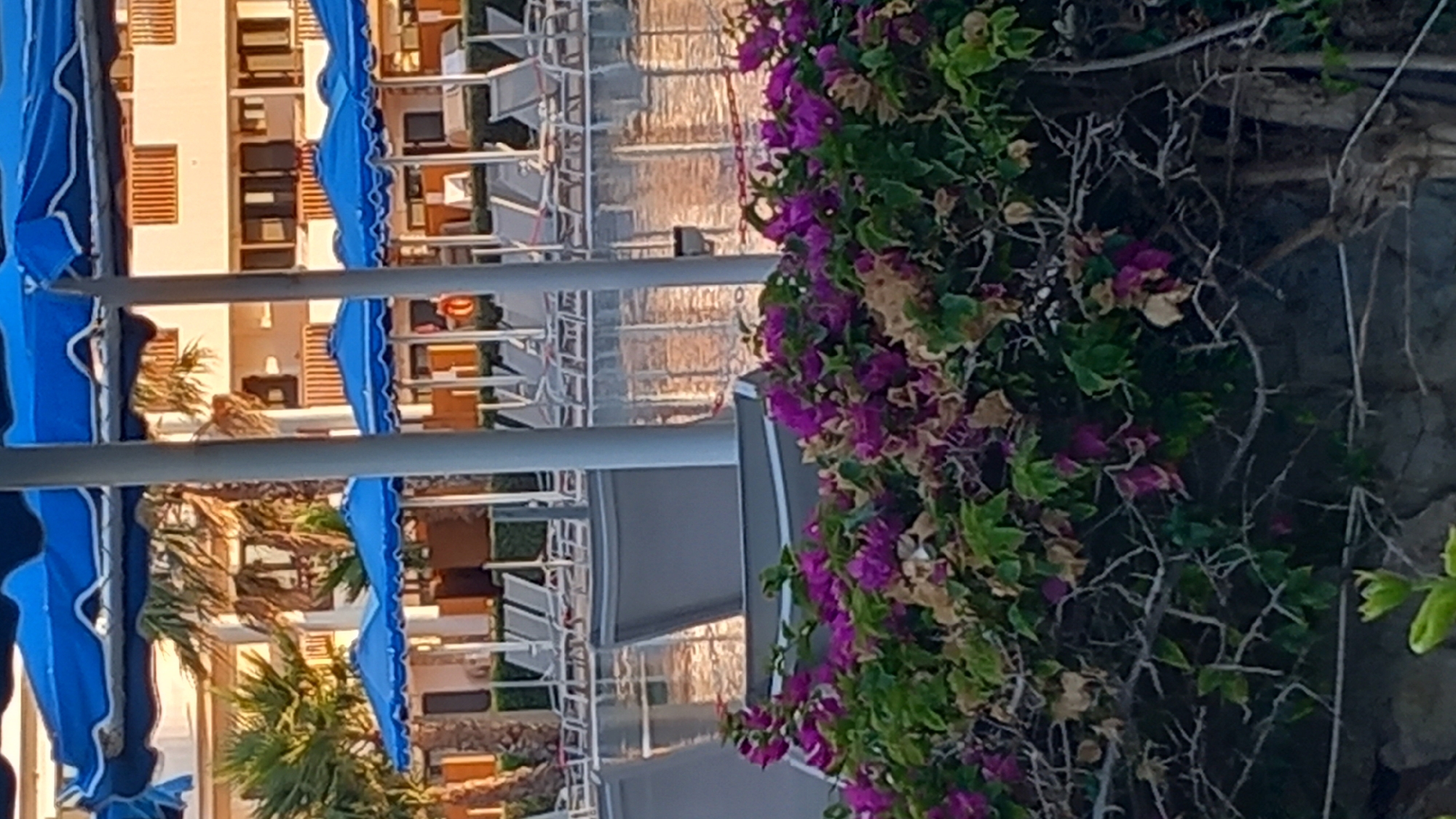 This is a vertically oriented, medium-shot, outdoor photograph taken in the city of Kos, Greece. The foreground is dominated by a dense, low-lying bush with numerous branches and sparse green leaves, interspersed with clusters of vibrant magenta bougainvillea flowers, some of which are dried and brown. Behind the bush, a large, clear swimming pool reflects the sunlight, with rows of empty lounge chairs arranged neatly around its perimeter. Several large, bright blue umbrellas are visible, partially obscuring the view of a light-colored, multi-story building with balconies and windows in the background. Palm trees with fronds are also present near the building. The scene appears to be a resort or hotel setting.