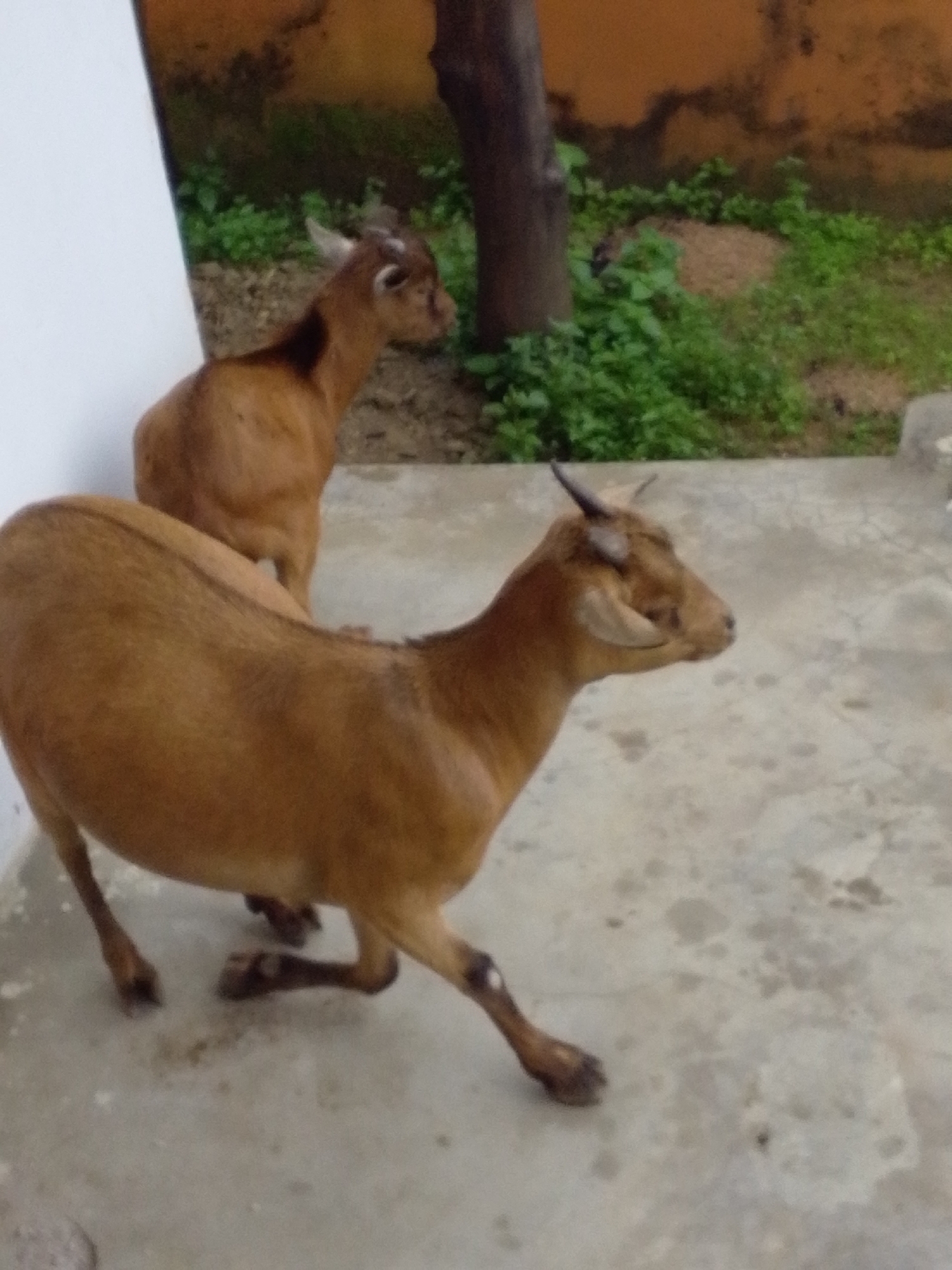 Two light brown goats stand on a concrete surface. The goat in the foreground is facing left and appears to be in motion, with its front legs bent and its back legs extended. The goat in the background is facing right and is standing upright. The background shows a wall painted orange, some green foliage, and a tree trunk. The overall scene suggests an outdoor enclosure.