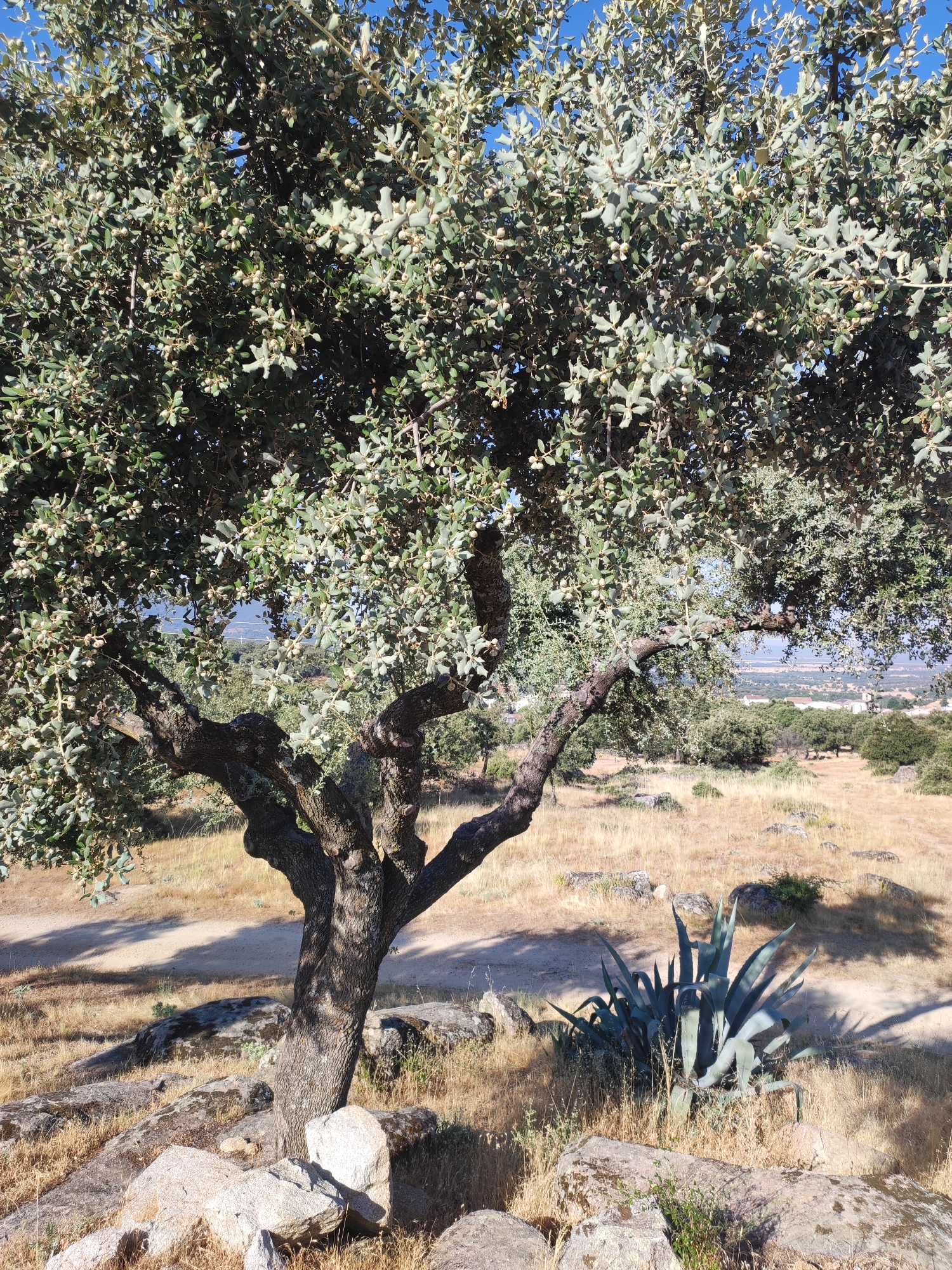 An outdoor, medium shot captures a gnarled oak tree with a thick, dark trunk and twisted branches, dominating the foreground under a clear blue sky. The tree's canopy is dense with green leaves and small, light-colored acorns. In the lower right quadrant, a large agave plant with spiky, blue-green leaves stands amidst dry, golden grass and scattered rocks. The background reveals a sun-drenched, arid landscape with more trees and vegetation, and a distant view of buildings and infrastructure, suggesting a rural or semi-rural outskirts setting. The lighting indicates a bright, sunny day, casting distinct shadows from the tree. The scene is likely located in Ledrada, Spain, given the arid landscape and vegetation type. There are no people or animals visible in the image.