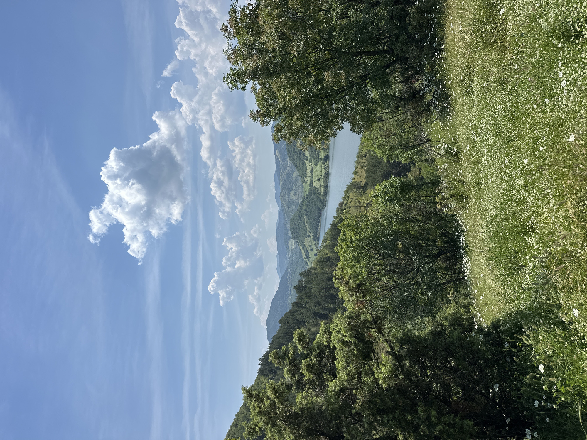 The image presents a panoramic natural landscape in the vicinity of Star Chitak, Bulgaria, under bright daylight. The scene is dominated by a clear blue sky occupying the upper third of the frame, featuring scattered, voluminous white cumulus clouds, particularly dense on the right side. A tiny, indistinct dark speck is visible in the upper-center sky.

Below the sky, multiple layers of rolling, forested hills or mountains stretch across the midground and background. These hills are densely covered with various shades of green trees, appearing progressively lighter and hazier in the distance due to atmospheric perspective. A tranquil, blue-grey body of water, likely a lake or reservoir, is centrally positioned in the midground, nestled between the hills and extending towards the right.

The foreground consists of a vibrant green meadow thickly populated with numerous small white wildflowers, creating a carpet-like effect. Taller grasses and other green foliage are interspersed among the flowers. On the left side of the foreground, a dense cluster of dark green coniferous trees, possibly junipers or pines, partially frames the view. On the right, a large deciduous tree with broad, lighter green leaves is prominently situated, extending into the midground and partially obscuring the water body. No human subjects, animals, or artificial structures are discernible within the frame. The lighting suggests a bright, sunny day, likely late morning or early afternoon.