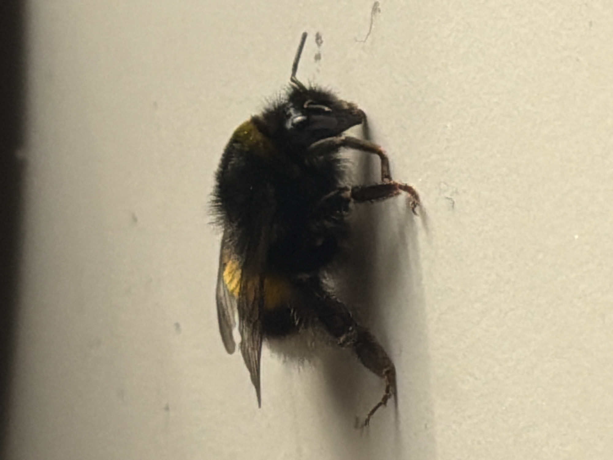 A close-up, low-angle shot captures a bumblebee resting on a light-colored, textured surface. The bumblebee is predominantly black with distinct yellow markings on its thorax and abdomen. Its wings are visible, appearing somewhat translucent with dark veins. The bee's legs are splayed, with one hind leg extended outwards, appearing hairy. The environment suggests an indoor setting, possibly a windowsill or a flat surface, given the muted, neutral background and the lighting. There is no indication of the city of Aespa, Estonia, or any specific urban elements in the image.