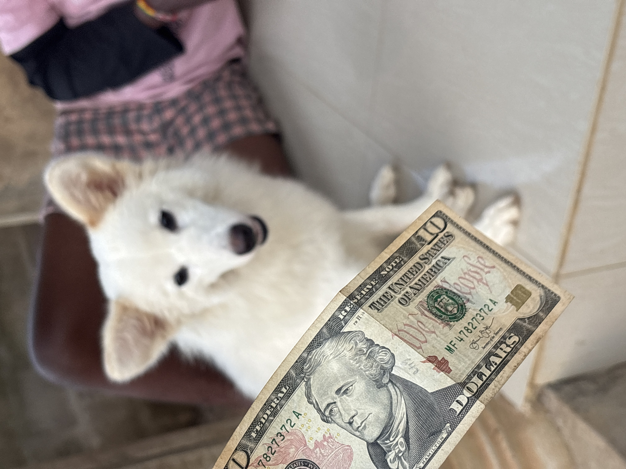 A medium-shot image depicts a blurred individual wearing a pink and gray patterned skirt and a black top, holding a white dog. The dog is lying on the person's lap. A ten-dollar bill is held in front of the dog, closer to the camera. The background shows a tiled floor and wall. The location, Ikot Ekpene, Nigeria, is not evident from the image content.