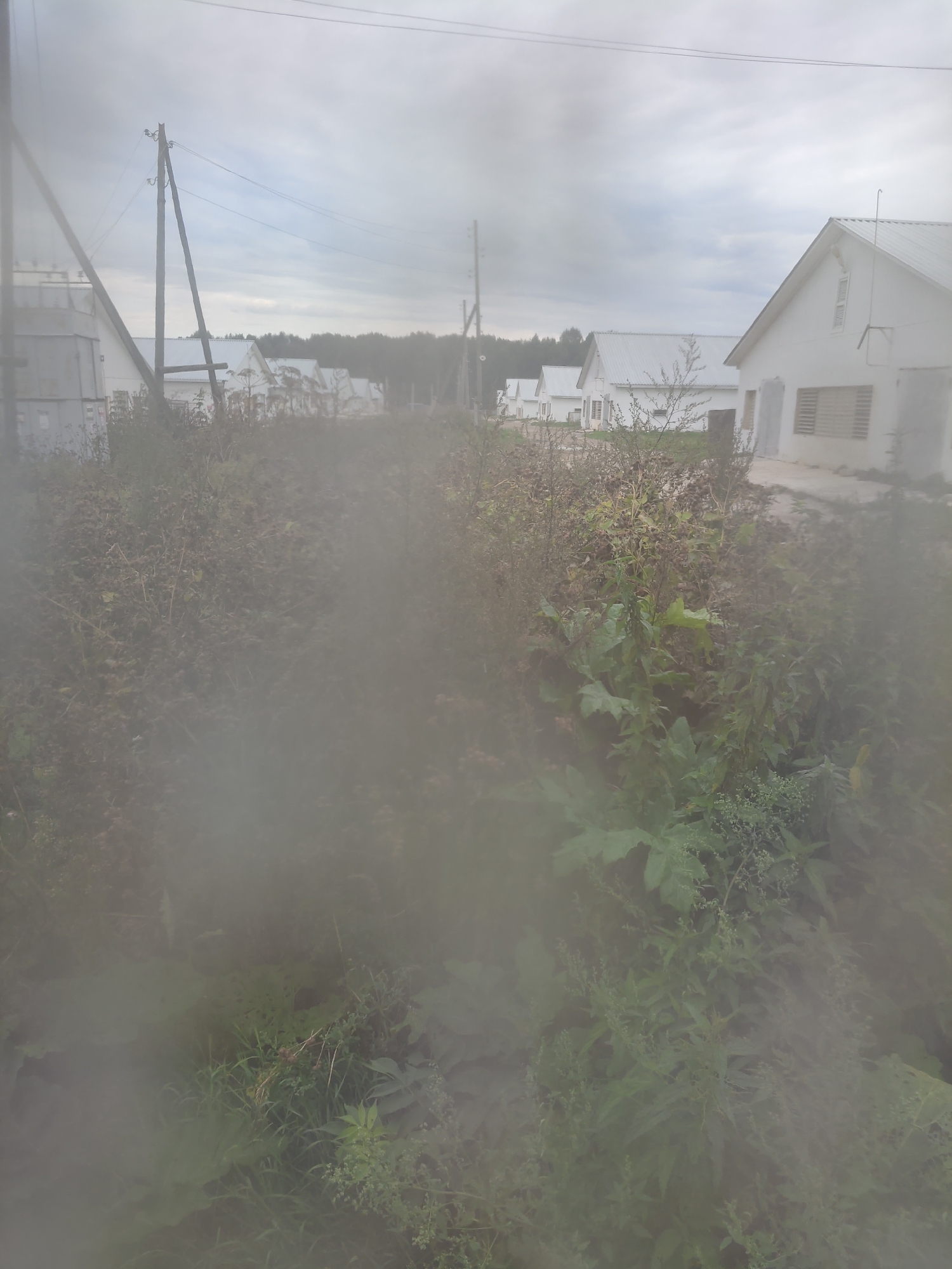The image captures a street scene in Platoschino, Russia, characterized by a row of white houses with pitched metal roofs. The houses appear to be single-story structures with visible windows and doors. In the foreground, overgrown vegetation, including tall weeds and leafy plants, dominates the scene, with some drier, brown foliage mixed in. Power lines are visible crisscrossing the sky, supported by wooden utility poles. The sky is overcast with grey clouds, suggesting a possibly damp or cool day. The overall impression is one of a somewhat unkempt, rural or suburban setting.