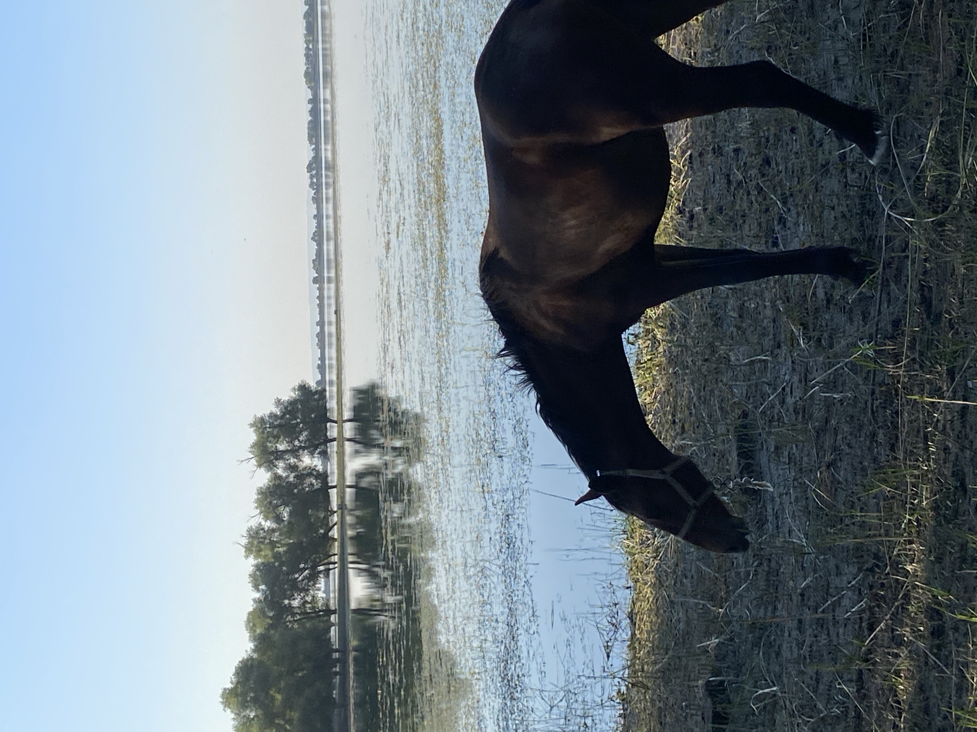 A dark-colored horse is depicted in a side-view, with its head lowered to drink from a body of water. The horse is standing on a grassy bank, with dry grass and foliage visible. The water reflects the sky and trees on the opposite bank, creating a serene and somewhat hazy effect. A line of trees with reflections can be seen in the distance, suggesting a natural landscape. The sky is a clear, light blue, indicating it is daytime. The overall lighting suggests either early morning or late afternoon, possibly dawn given the "Рассвет" (dawn) location context. The scene appears tranquil, with the focus on the horse and its interaction with the environment. There is no visible text in the image.