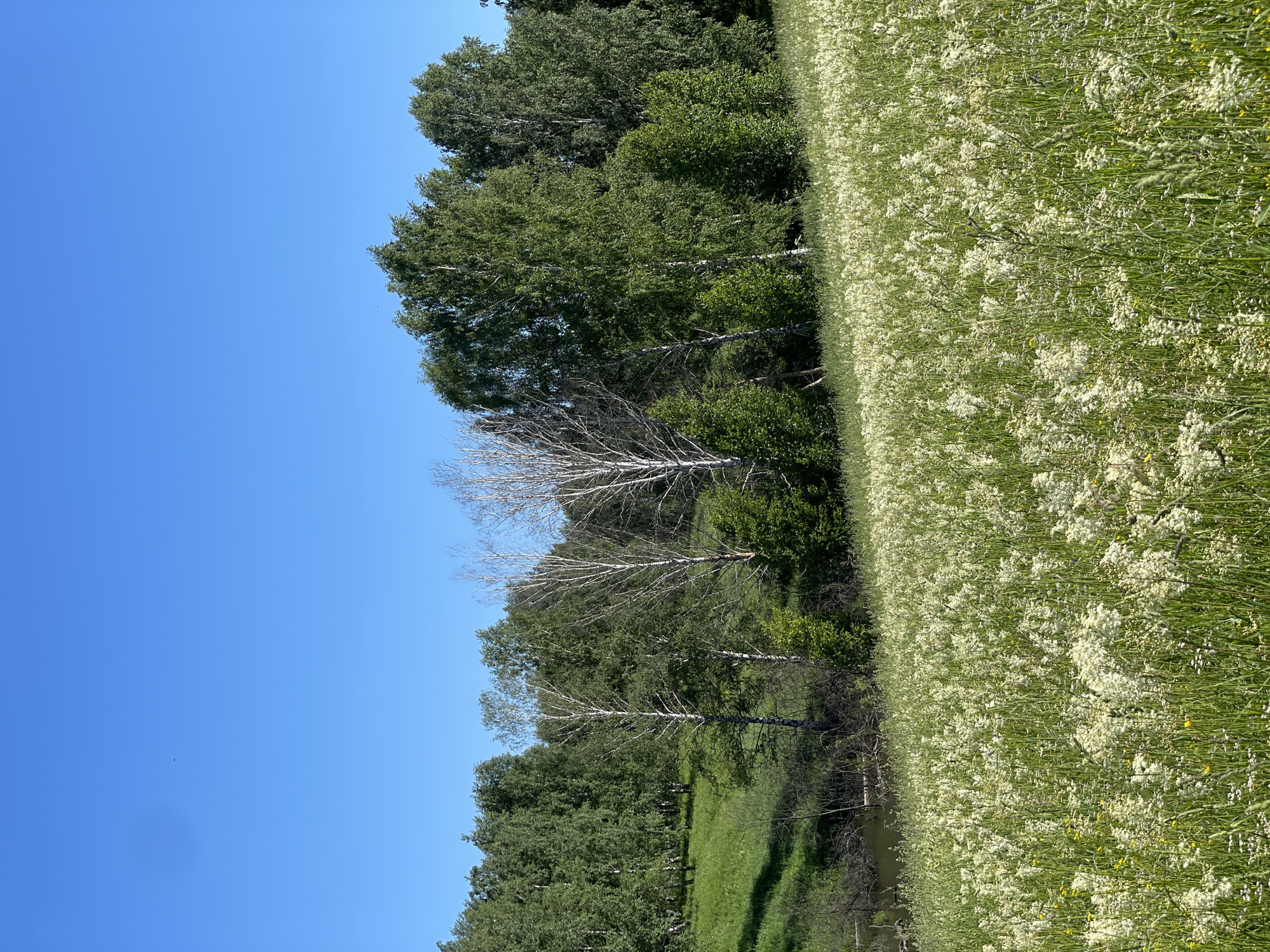 The image depicts a natural landscape scene on a sunny day. The foreground is dominated by a field of tall green grass dotted with numerous small white flowers and occasional yellow wildflowers. To the left of the field, a line of trees separates it from a clear blue sky. These trees vary in appearance, with some being lush and green, while others, particularly in the mid-ground, appear to be birch trees with white trunks and bare, delicate branches, some of which are dead. The overall impression is one of a rural or wild setting, possibly a meadow or a forest edge. The time of day appears to be daytime, given the bright sunlight and clear sky. There are no visible people or man-made objects. The scene conveys a sense of natural beauty and tranquility. The location context provided is Artyshta, Russia.