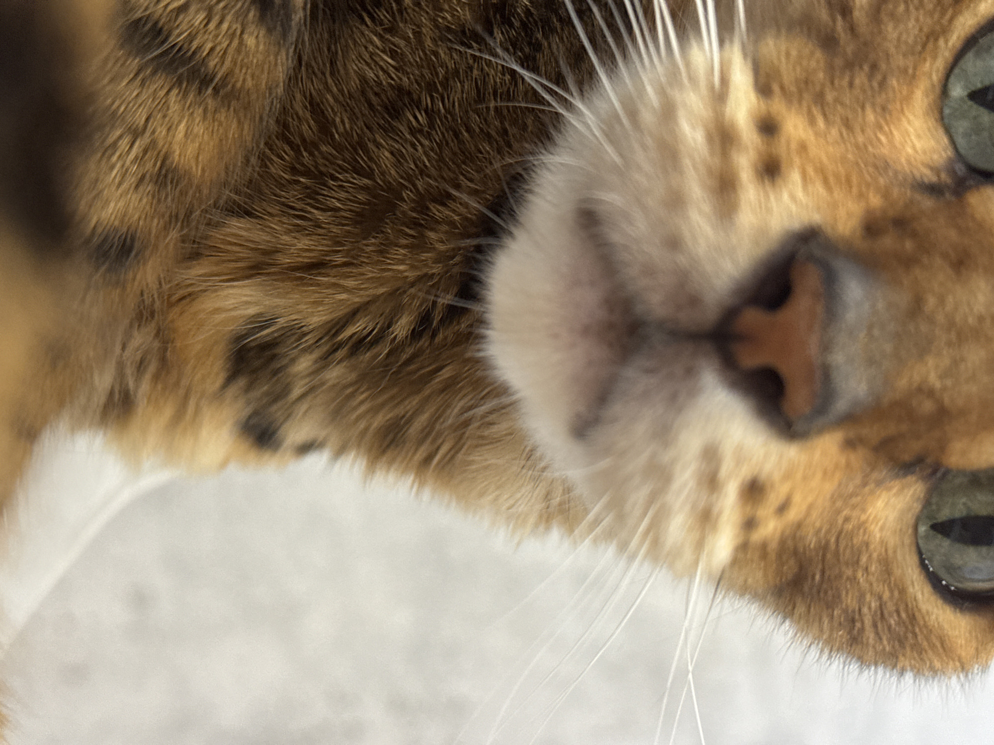 The image is a close-up, vertical, full-frame shot of the face of a ginger-colored cat. The cat's eyes are green, and its fur is a mix of ginger, brown, and black spots. Its nose is pink and prominent, with white whiskers fanning out from either side of its muzzle. The background is a blurred white surface. The image is taken from a low angle, looking up at the cat. There are no people or other objects visible in the scene, and no specific location in a city can be determined.