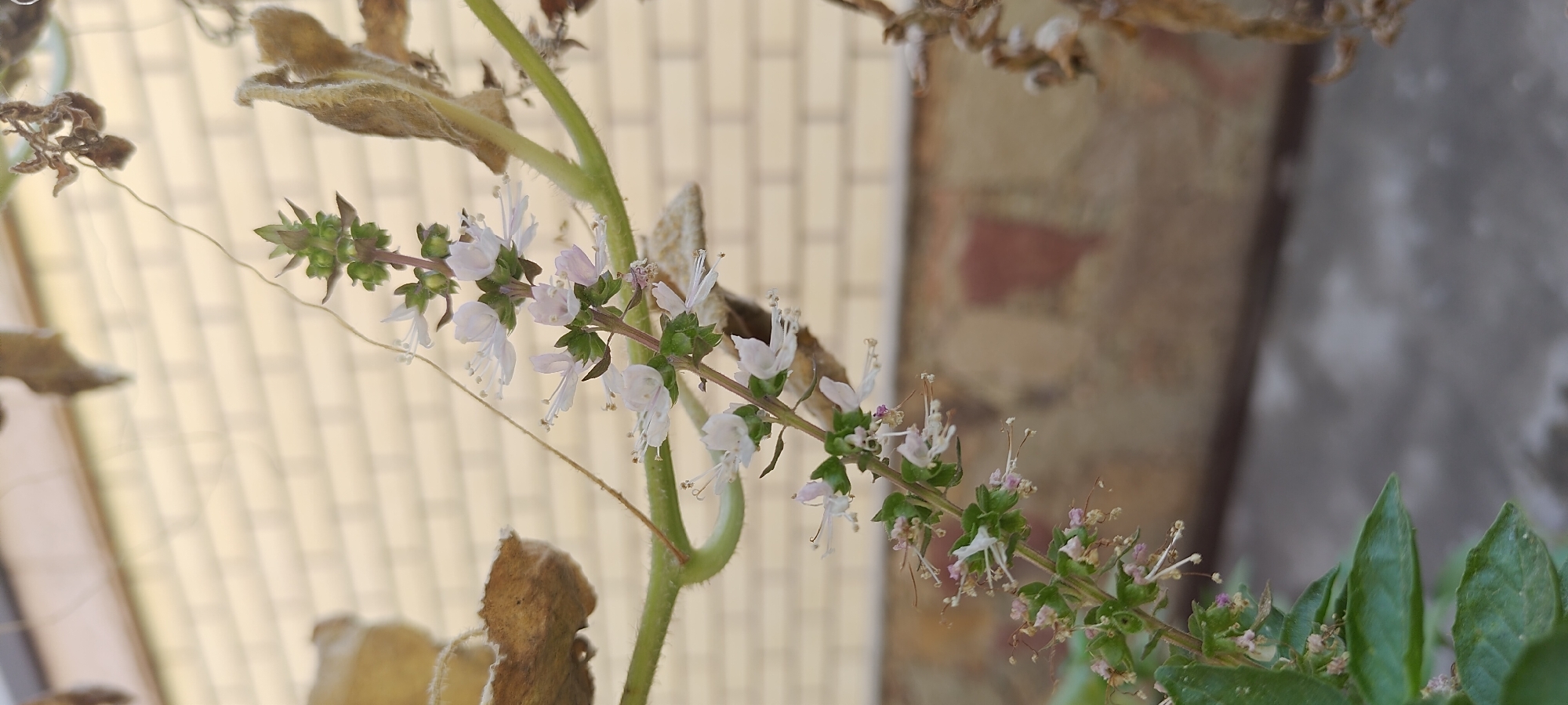 A close-up, vertical shot focuses on a flowering plant with small, delicate white blossoms and green buds. The plant is positioned on the left side of the frame, with a blurred background of a light-colored brick wall and a textured, possibly concrete, surface below. Several dry, brown leaves are visible on branches extending from the plant and in the upper portion of the image, suggesting a natural setting. A thin, light-colored strand, possibly a vine or thread, is suspended diagonally across the plant. The lighting is natural, casting soft shadows. The scene appears to be outdoors, with no people or specific urban features from Khujand, Tajikistan, identifiable in the composition.
