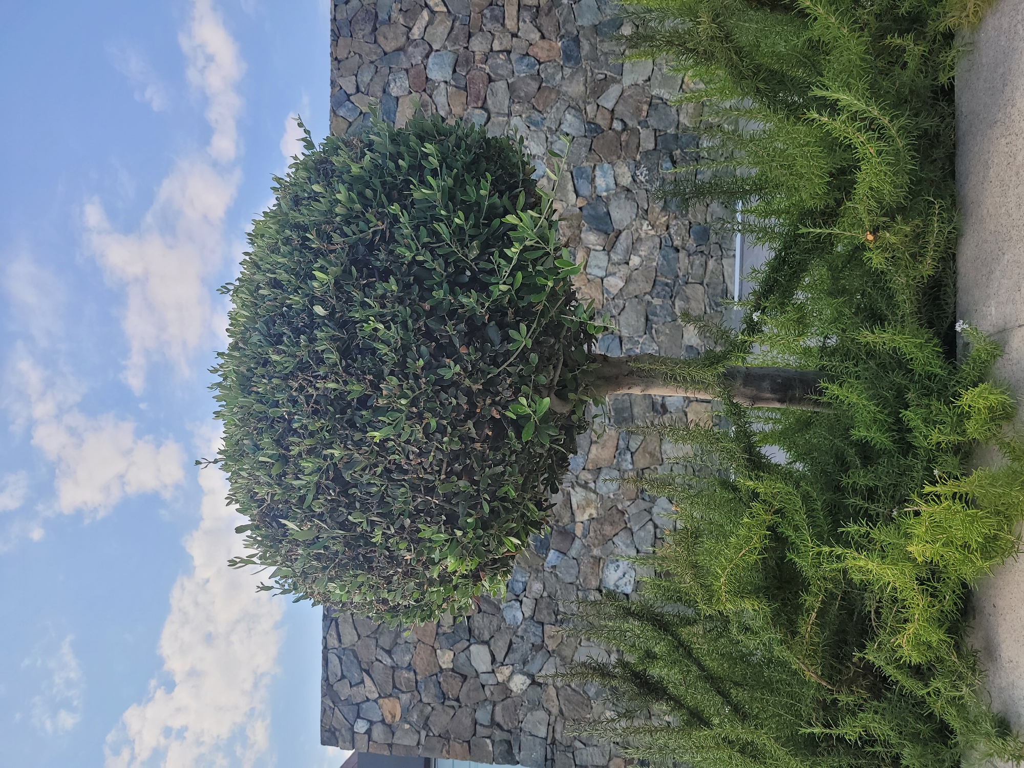 A large, spherical topiary tree stands in the foreground. Its dense, dark green foliage is meticulously shaped into a near-perfect ball, supported by a slender, light brown trunk. The tree is surrounded by a border of lush, green rosemary bushes with delicate, needle-like leaves, which extend towards the bottom of the frame. Behind the topiary and rosemary, a textured wall constructed of irregularly shaped, natural stones forms the backdrop. The stones vary in color, including shades of gray, brown, and tan, creating a mosaic-like pattern. Above the stone wall, a clear blue sky is visible, dotted with wispy white clouds. The scene is bathed in natural light, suggesting it is daytime. The image appears to be taken in an outdoor setting, possibly a garden or courtyard, in Limassol, Cyprus, characterized by the Mediterranean-style stonework and the presence of drought-tolerant plants like rosemary.