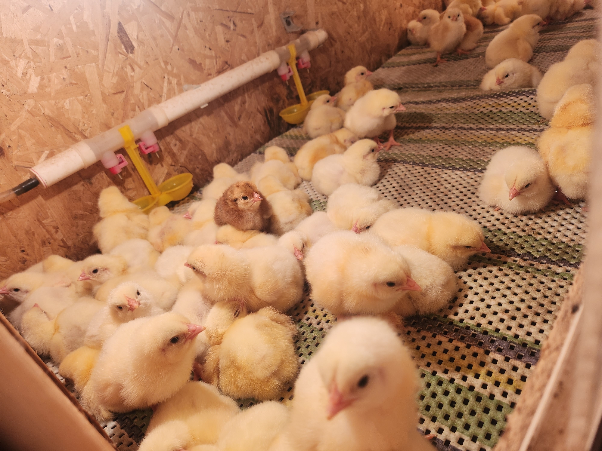 A high-angle, medium shot depicts a large group of yellow chicks, with one brown chick, clustered inside a wooden enclosure. A white plastic pipe with yellow feeding attachments runs along the back wall. The chicks are positioned on a patterned, perforated floor within the enclosure. The location is implied to be in Архангельское, Russia.