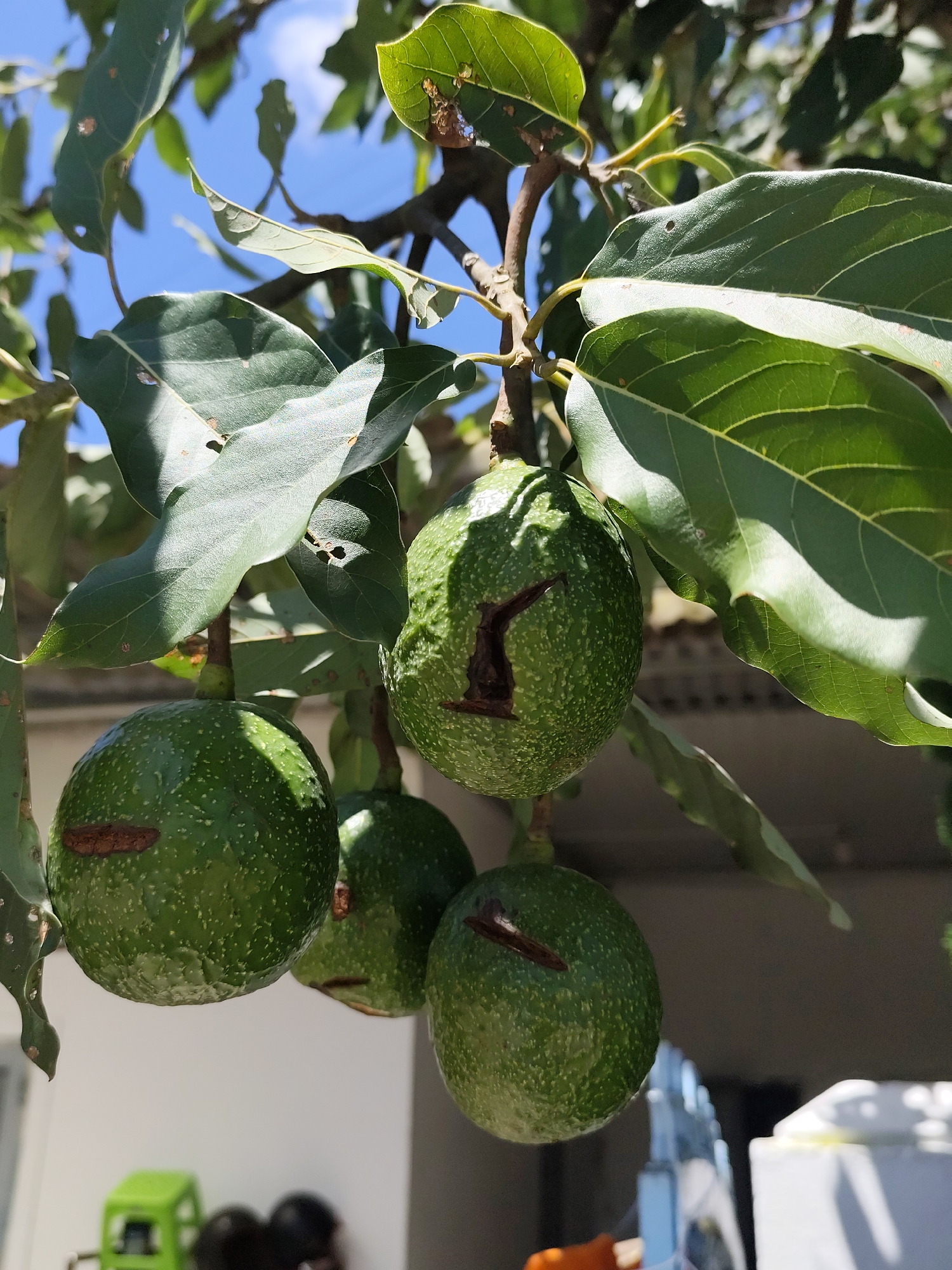The image shows a cluster of green avocados hanging from a tree branch, with large green leaves surrounding them. The avocados are round and bumpy, with some exhibiting small brown blemishes. The sunlight casts shadows on the leaves and fruit. In the background, a white building and a blurry green object are visible. The image is captured outdoors under a bright blue sky. There are no people or animals in the image. The scene appears to be a close-up of an avocado tree, likely in a residential or garden setting. The presence of avocados suggests a warm climate. The image does not contain enough specific visual cues to determine its precise location in Da Lat, Vietnam.