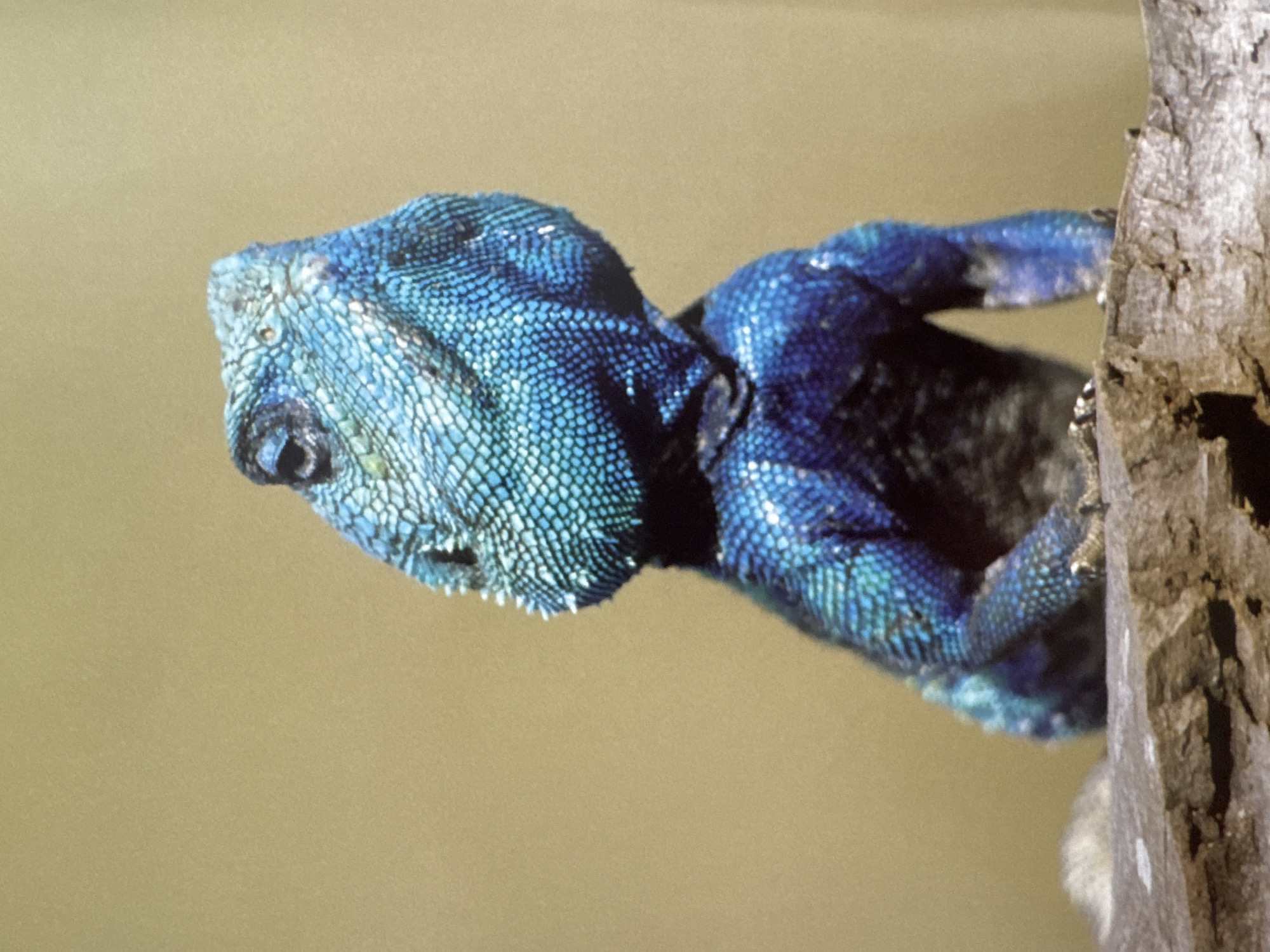 A vibrant blue lizard with a textured, scaly body is perched on a rough, wooden surface. The lizard's head is tilted upwards, and its eyes are clearly visible. Its scales are a brilliant blue, transitioning to teal and green in some areas. The background is a soft, blurred, tan color, creating a focus on the lizard. The scene appears to be outdoors, possibly in a naturalistic setting. No information regarding Gandia, Spain, is present in the image.