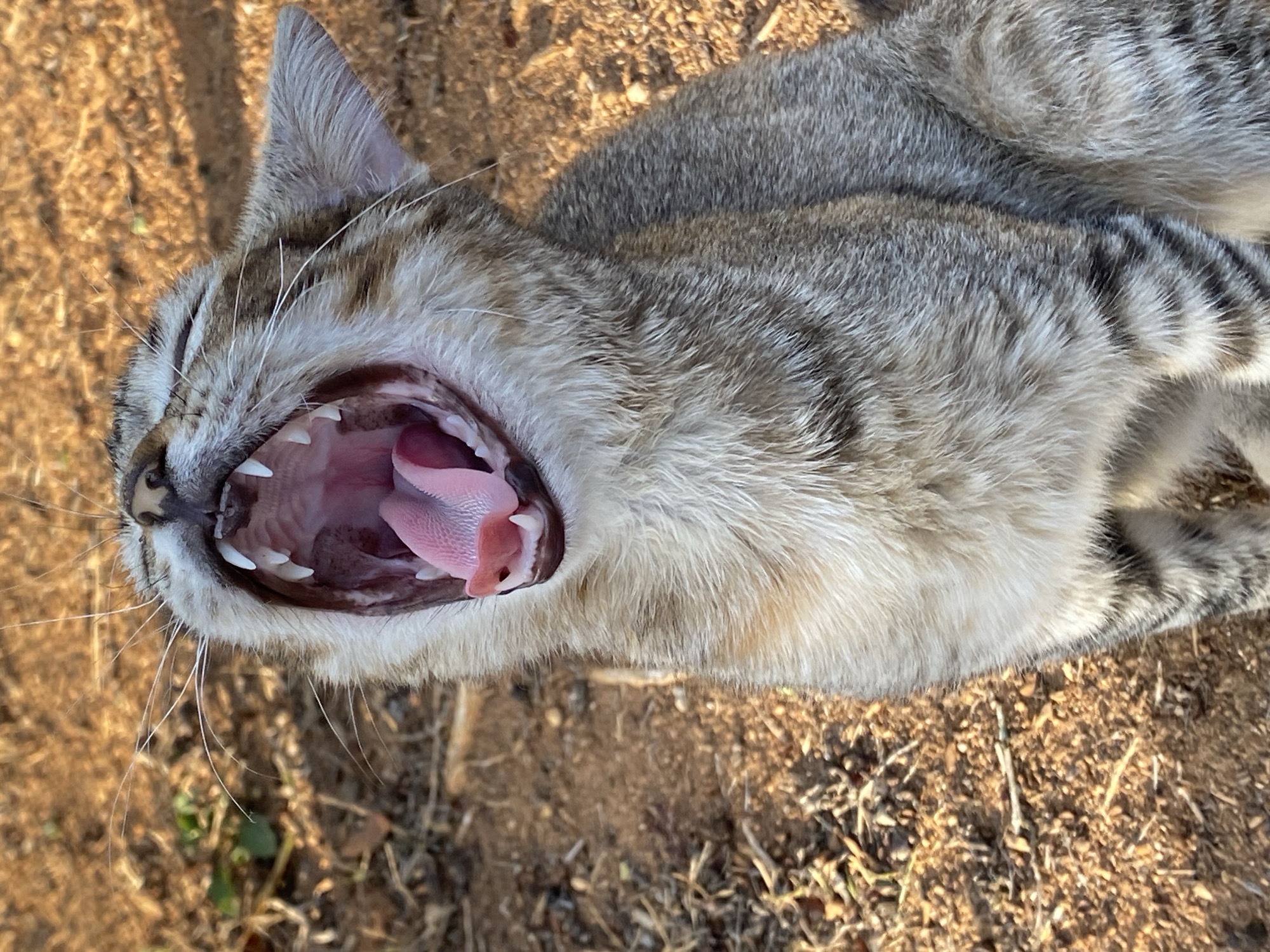 The image depicts a gray tabby cat lying on its back outdoors, with its mouth wide open, revealing its pink tongue and white teeth. The cat's fur is gray with darker stripes, and it has white whiskers. The ground beneath the cat is dry and brown, with some small twigs and leaves scattered about. The photo was taken in the city of Tinaquillo, Venezuela.