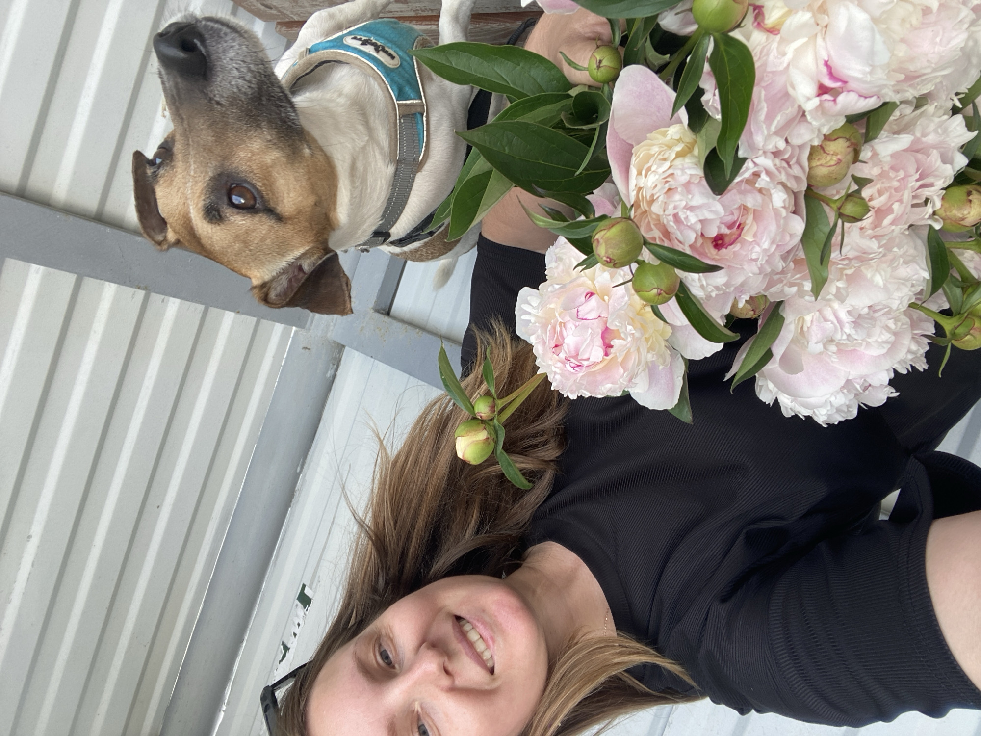 A woman with shoulder-length brown hair smiles at the camera while holding a bouquet of pink peonies and some green buds. She is wearing a black ribbed top. To her right, a medium-sized dog with white and brown fur, wearing a blue and grey harness, looks to the right. The background consists of a corrugated metal wall and a wooden surface. The lighting suggests an outdoor setting. The overall scene depicts a casual moment with a woman and her dog, surrounded by flowers. The presence of a corrugated metal wall and a rustic wooden surface is not indicative of a specific location in Noviy, Russia, without further context.