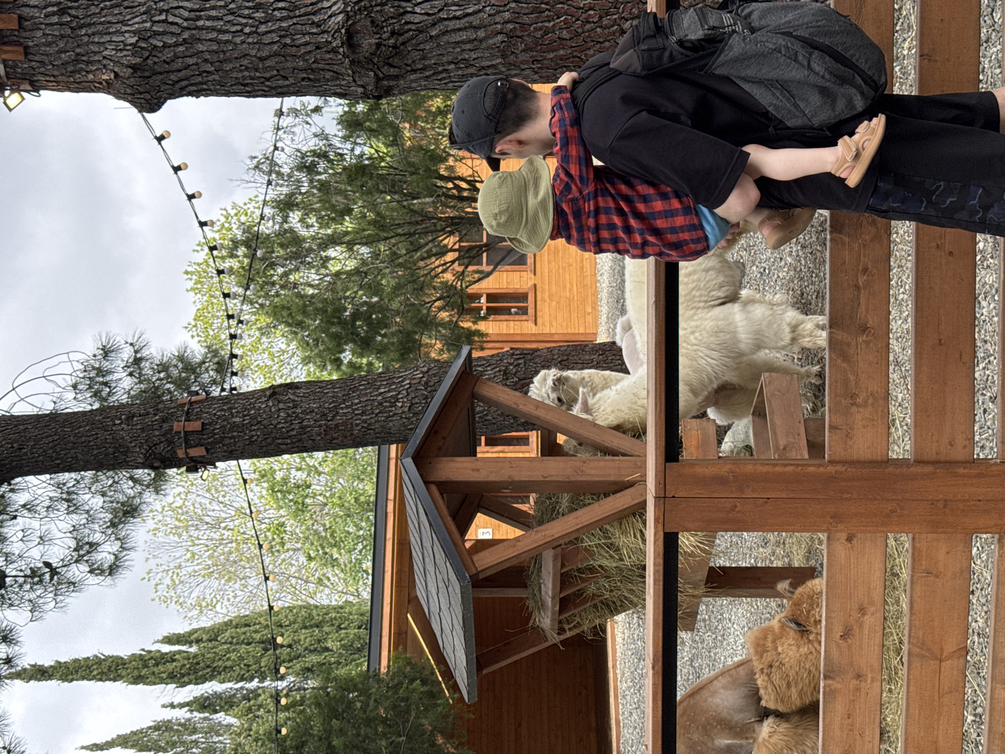 The image shows a man holding a child looking at goats. The man is wearing a black cap, a black backpack, and black pants. The child is wearing a green hat and a red and blue checkered shirt. They are standing at a wooden fence, looking at a pen with goats in it. The goats are white and brown. In the background, there is a wooden building, trees, and string lights hanging from the trees. The image was taken at a zoo in Sochi, Russia.