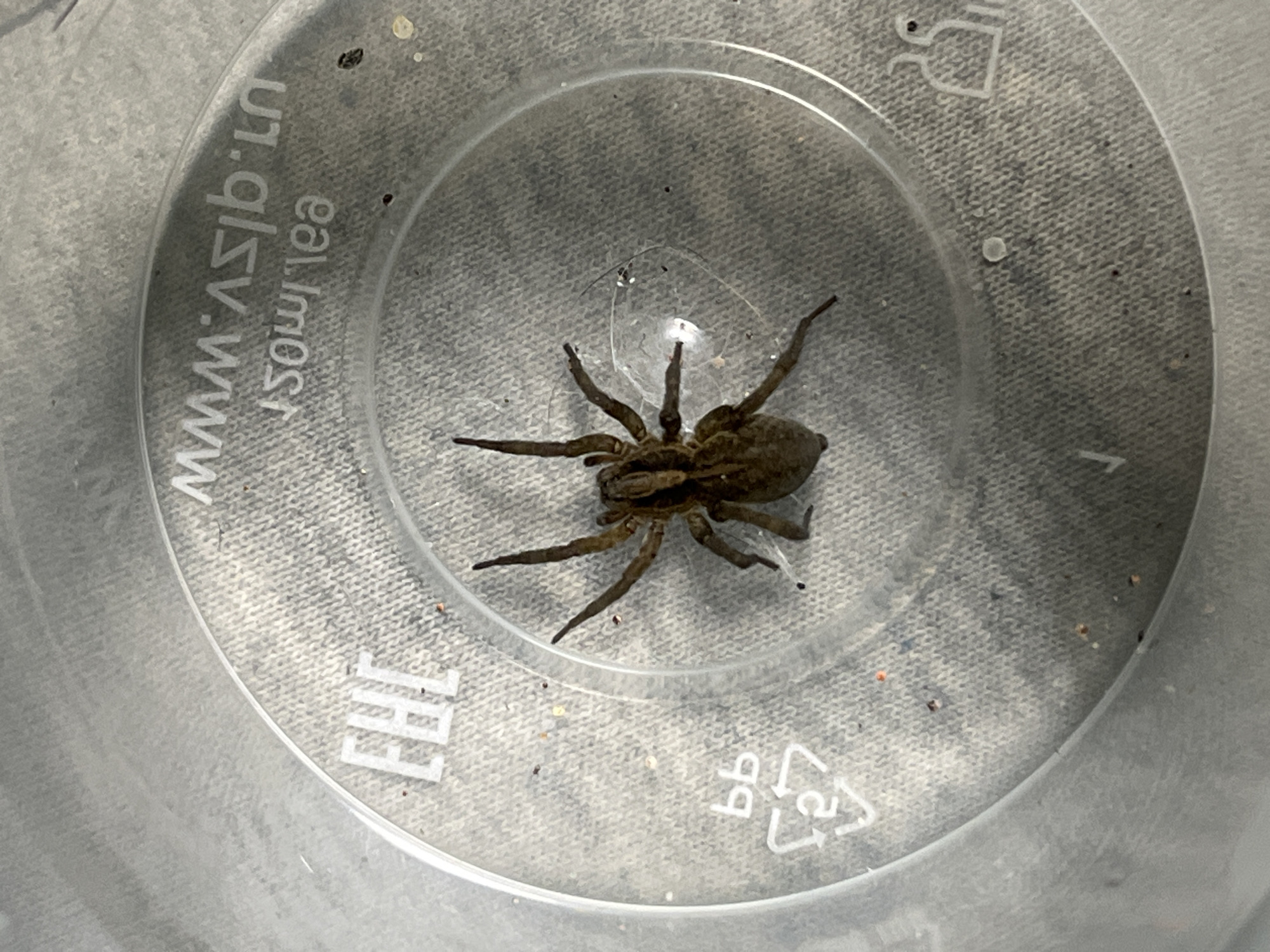 A spider is inside a clear plastic container. The spider has a brown body and eight legs. The container is translucent and has some markings on its surface. The location in the city of Nizhny Tagil, Russia is unknown.