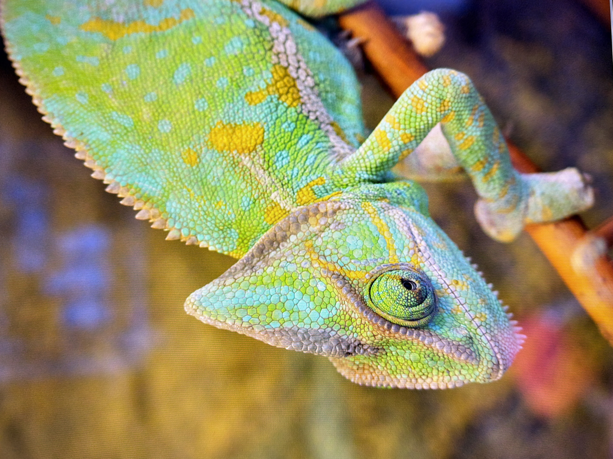 This is a close-up, high-angle, vertical, eye-level shot of a chameleon. The chameleon is predominantly green and yellow, with some blue and grey tones. Its scales are clearly visible, and its distinctive eye is focused and looking towards the left. The chameleon is perched on a thin, brown branch. The background is blurred and consists of warm, earthy tones with hints of blue and pink. The image is sharp and detailed, with a shallow depth of field that isolates the subject. There is no indication of the city of Kyiv, Ukraine, or any other specific location in this image.