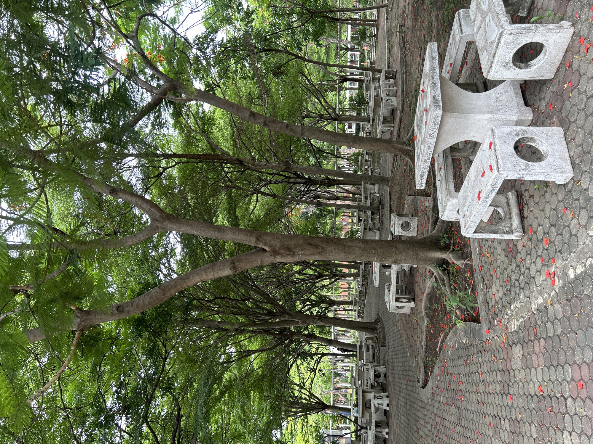 The image depicts an outdoor seating area in a park, likely within Tha Khlong Town Municipality, Thailand. The scene is dominated by a dense canopy of green trees, with their trunks and branches creating a dappled light effect on the ground. Paved pathways made of interlocking red and grey bricks wind through the area, interspersed with patches of dirt and fallen red flower petals.
Scattered throughout the park are numerous concrete picnic tables with attached benches. These tables are simple in design, with sturdy bases and flat tabletops. Many of them are empty, but some show a scattering of the red petals on their surfaces. The benches also have a similar concrete construction, often featuring circular cutouts.
In the background, there are more trees and a glimpse of what appears to be a building or structure with a transparent facade, possibly a community center or a library, suggesting an urban park setting. The overall atmosphere is one of a well-maintained public space, providing shaded seating for visitors. No people are prominently visible in the foreground, though a lone figure is observed standing in the mid-ground. The lighting suggests it is daytime, possibly overcast or late afternoon, given the soft light.