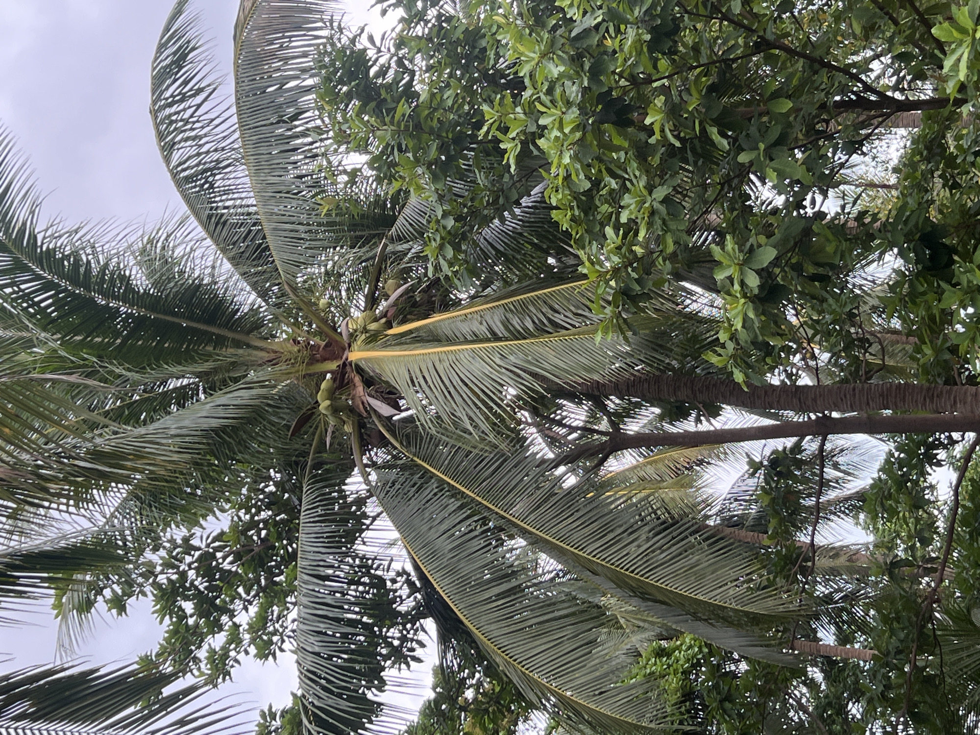 This media file is a low-angle, upward-looking shot of a cluster of palm trees and other lush green foliage against an overcast sky. The prominent subject is a large coconut palm tree, its fronds fanning out and some showing yellow streaks. A few green coconuts are visible near the top of the palm trunk. The scene is dense with greenery, suggesting a tropical environment. The lighting is diffused, indicating it's likely daytime, possibly late afternoon or early morning, with the sky being a pale gray. There are no people or specific objects other than the vegetation. The setting appears to be a natural, possibly a park or a garden in a tropical location, consistent with the provided location context of Ko Pha-ngan District, Thailand. No text is visible in the image. The overall mood is serene and natural.