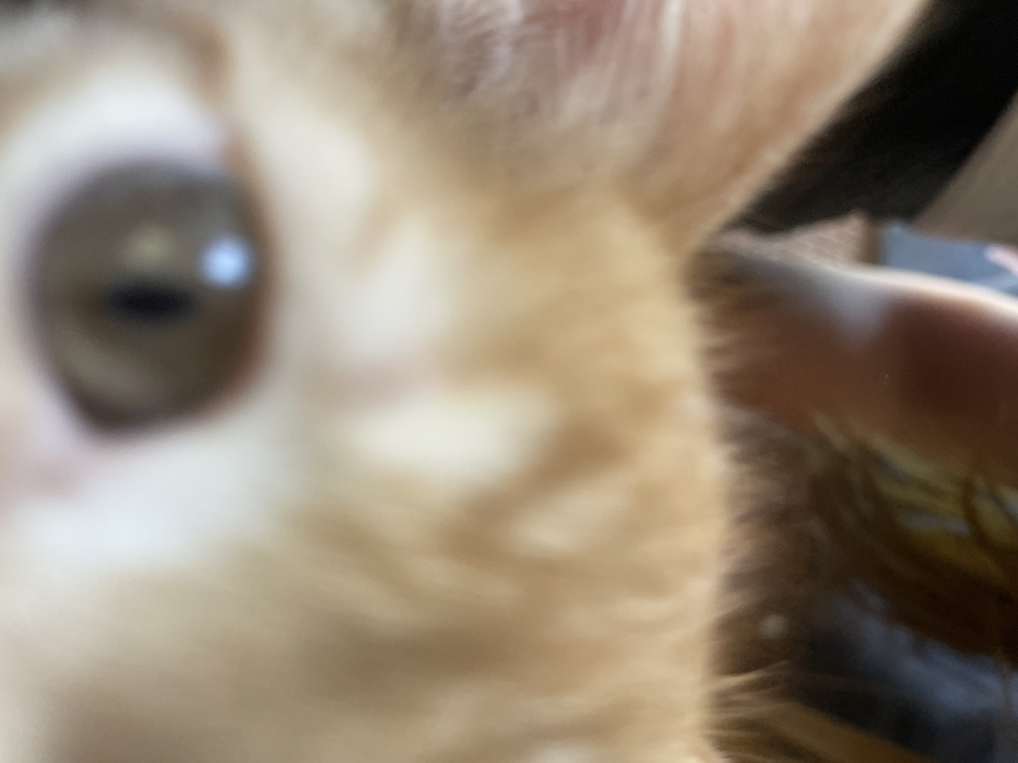 The image is a close-up, out-of-focus shot of an orange cat's face. The cat's left eye is visible and appears to be brown with a reflection of a bright light source. Part of its ear is also visible. The background is blurry and appears to contain some dark shapes and possibly a person's hand. There are no discernible landmarks or clues to indicate the location within Almaty, Kazakhstan.