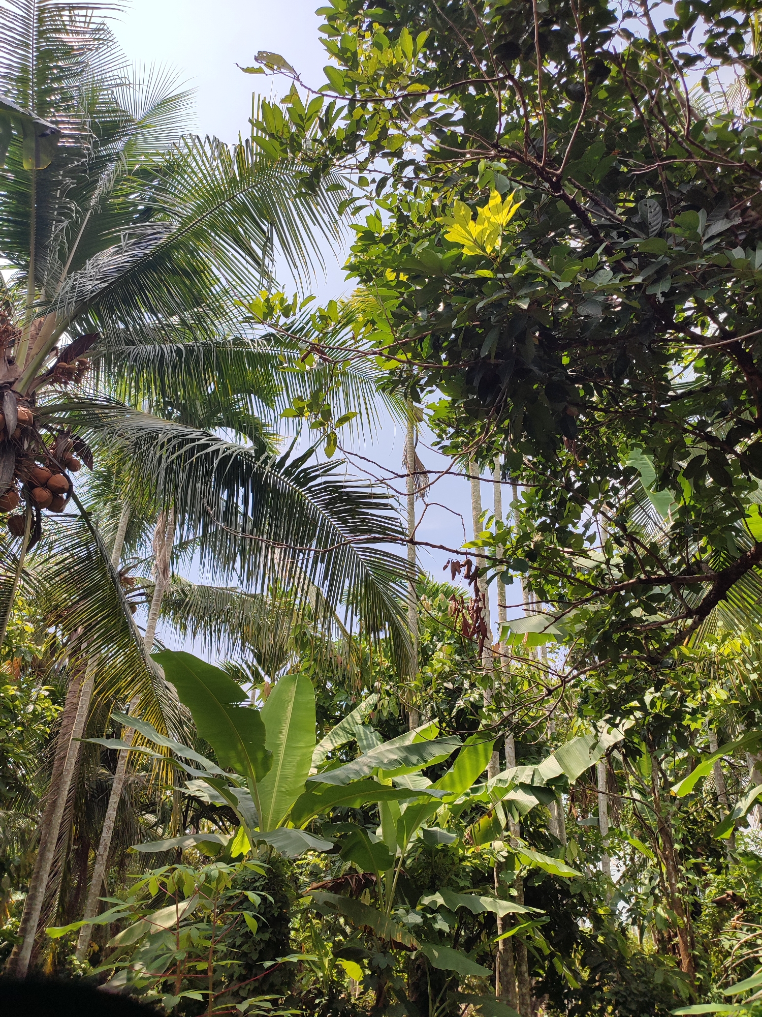 In Saweuk, Indonesia, a dense jungle canopy creates a dappled light effect. Towering coconut trees, laden with brown coconuts, reach towards the sky, their fronds swaying gently. Large, broad banana leaves provide a lush understory, interspersed with other tropical foliage. The scene is a vibrant display of the region's rich biodiversity, bathed in the warm glow of daylight.