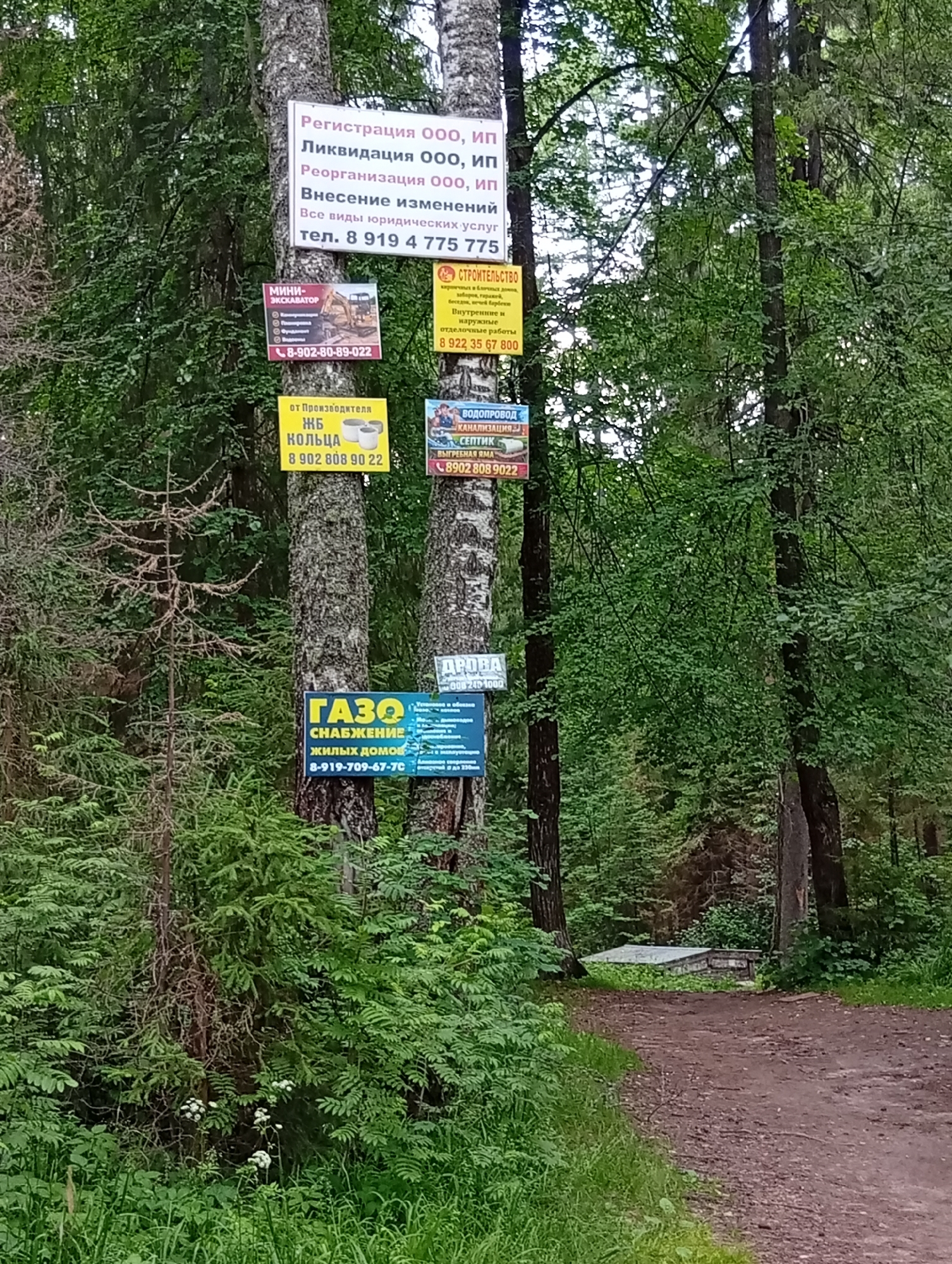 The image depicts a forest scene with several signs posted on trees. In the foreground, a dirt path curves to the right. The trees are a mix of birch and other deciduous trees, with dense green foliage. Several signs, advertising various services, are attached to the trunks of the trees. One sign in the upper portion advertises "Registration of LLC, IP, Liquidation of LLC, IP, Reorganization of LLC, IP, Amendments to the company." Below this, a sign for "MINI-EXCAVATOR" is visible. Further down, a sign for "ЖБ КОЛЬЦА" (reinforced concrete rings) is posted. To the right of these, a sign for "СТРОИТЕЛЬСТВО" (construction) is present, and another for "ВОДОПРОВОД КАНАЛИЗАЦИЯ" (water supply, sewage). Near the bottom, a prominent blue sign reads "ГАЗОСНАБЖЕНИЕ ЖИЛЫХ ДОМОВ" (gas supply for residential buildings). No people are present in the image, and there are no discernible structures or identifiable landmarks that would indicate the specific location within Novoilinsky, Russia. The environment is characterized by a dense forest with a well-worn dirt path.