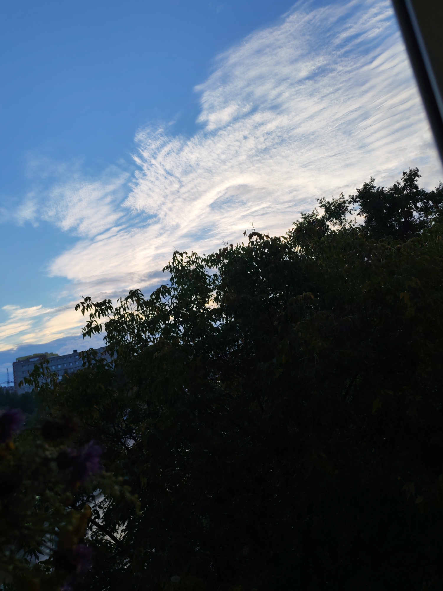 The image shows a view of the sky above a cityscape and trees. The sky is a clear blue with wispy white clouds stretching across it in a striated pattern. In the distance, a building with a light-colored facade and multiple windows is visible, along with a tall, slender structure that could be a utility pole or communication tower. In the foreground, the dark silhouettes of trees with dense foliage obscure much of the lower portion of the scene. Some of the leaves appear to be autumnal in color, with hints of yellow and brown. A few blurred purple flowers are also present in the lower left corner. The lighting suggests it is either early morning or late afternoon, with the sun possibly behind the trees or low on the horizon. There are no people or animals visible in the frame. The overall impression is a natural scene encroaching on an urban environment. This scene is likely from Izhevsk, Russia, based on the context provided.