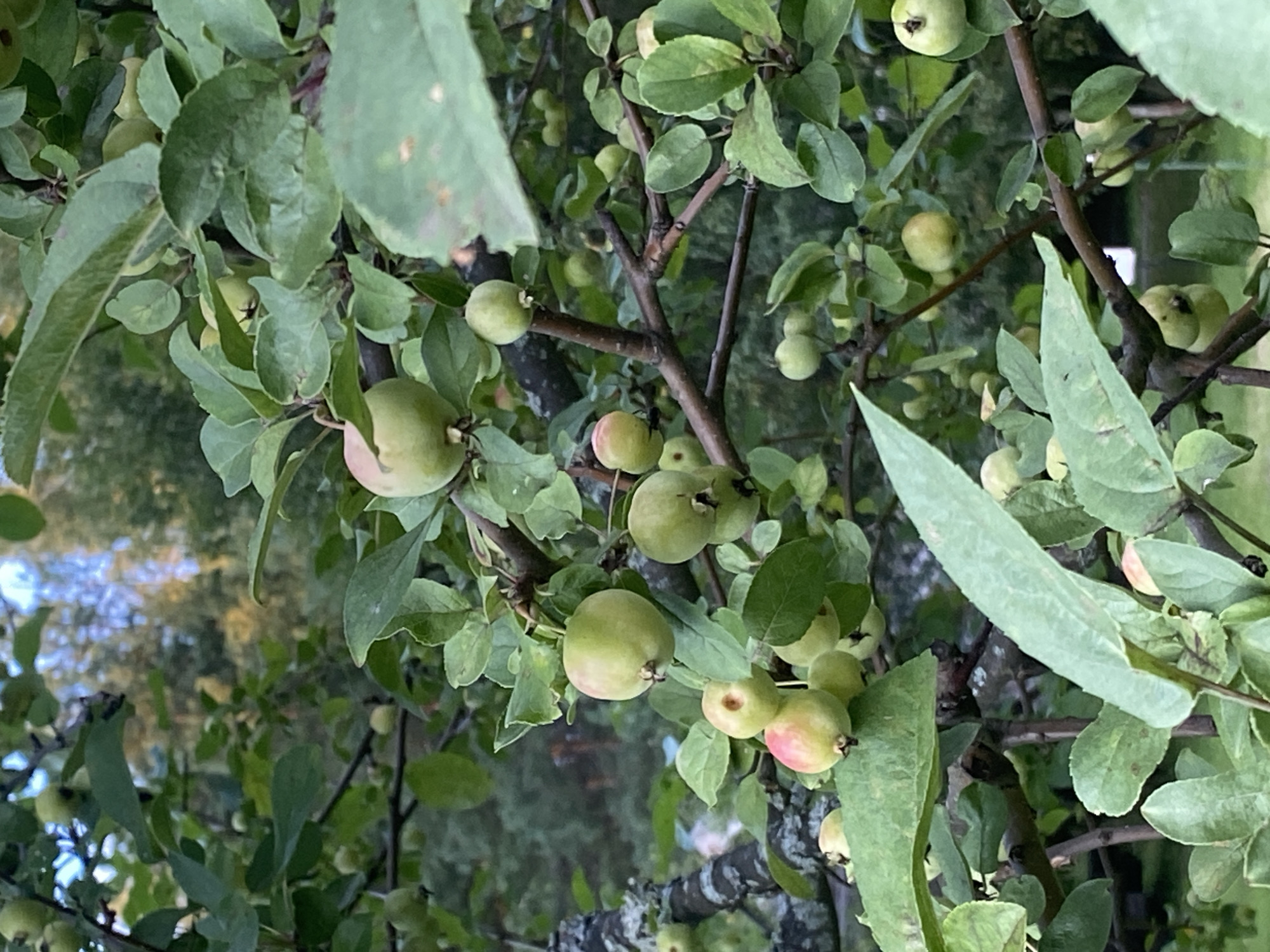 The image is a close-up shot of a crabapple tree with numerous small, green apples and some with a blush of pink. The apples are clustered on branches amidst lush green leaves. The background shows out-of-focus trees and foliage, suggesting an outdoor, natural setting. The lighting appears to be natural daylight, with some dappled light filtering through the leaves. There are no people or animals visible in the image. The scene is likely located in Chulis, Russia, given the context, and depicts a common natural environment in that region during the fruiting season.
