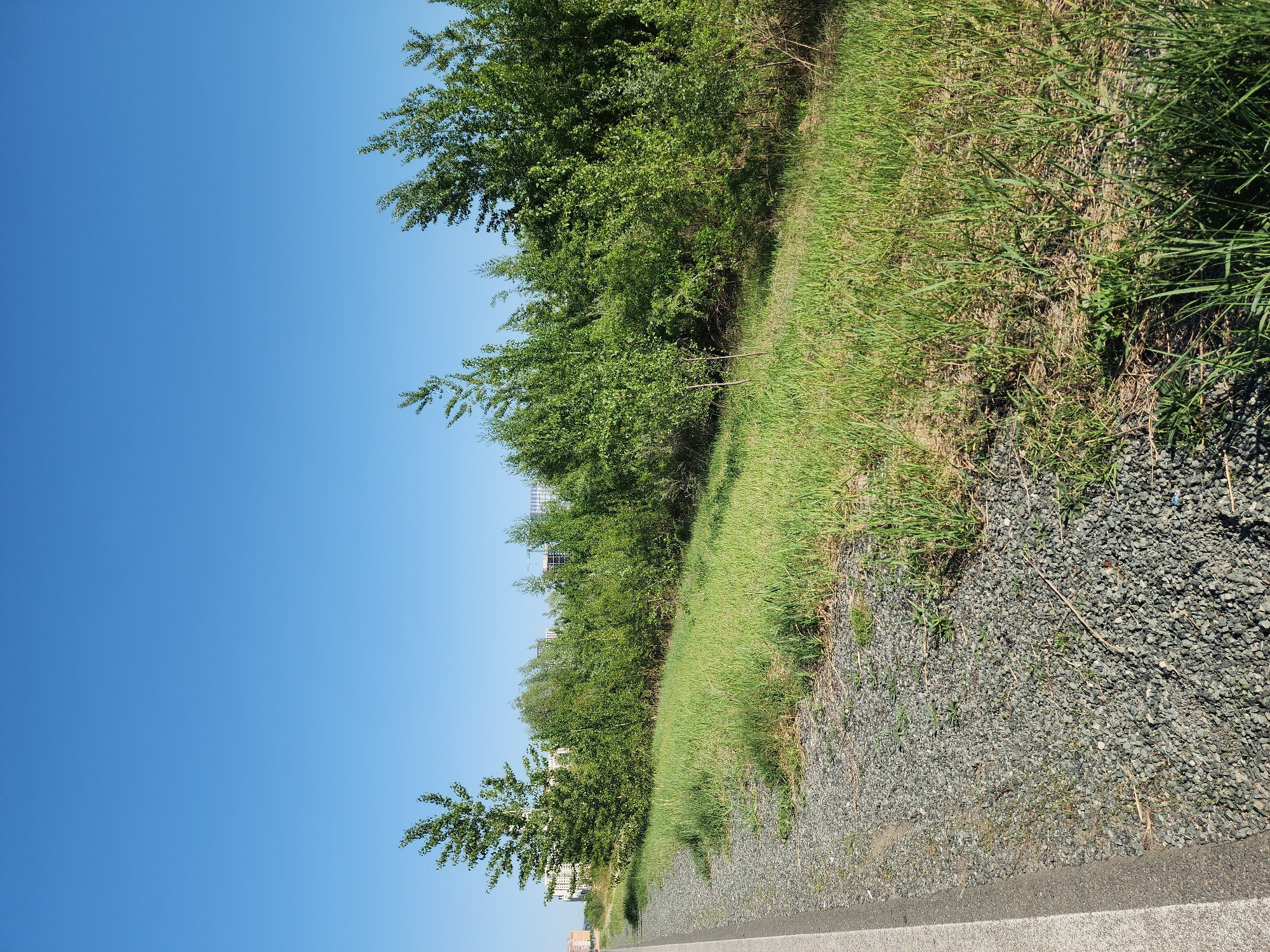 A photograph taken in Kazan, Russia, depicts a grassy embankment alongside a grey gravel area adjacent to a light grey concrete road. The grassy area is overgrown with green vegetation. The embankment ascends towards a line of trees with dense green foliage. A clear blue sky fills the upper portion of the frame. A building is partially visible in the distance through the trees. The image is rotated 90 degrees counterclockwise.