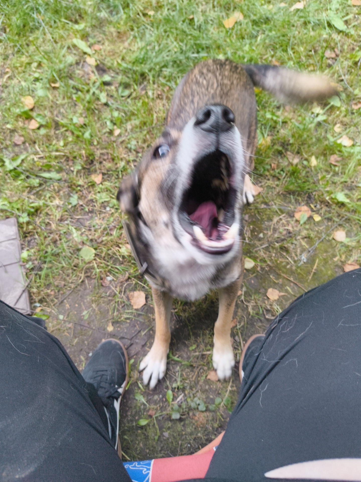 The image shows a dog with its mouth wide open, appearing to bark or yawn, in an outdoor setting. The dog is a medium-sized breed with tan and brown fur, and its tail is blurred, suggesting movement. The foreground is dominated by the legs of a person wearing black pants and sneakers. The ground is covered in grass and fallen leaves, indicating an autumn or fall season. A glimpse of a wooden structure is visible on the left side of the image. The lighting suggests it might be daytime, possibly overcast given the diffused light. The dog's expression and open mouth convey a sense of excitement or vocalization. The overall scene is casual and likely taking place in a backyard or park. No visible text is present in the image. The location context of Pravdist-1 SNT, Russia, places this scene within a dacha or rural community setting.