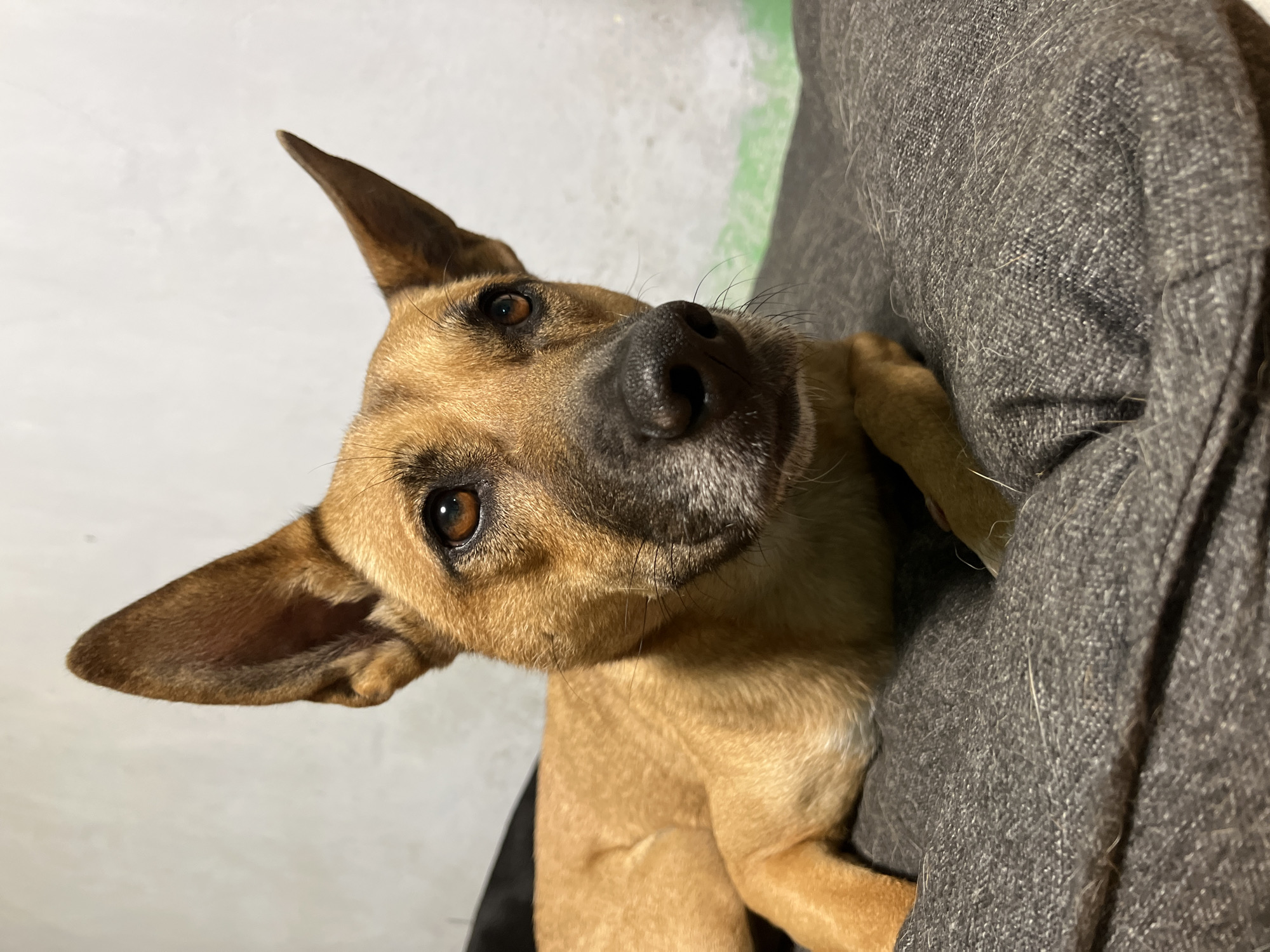 A close-up, eye-level shot shows a medium-sized dog with tan fur and erect ears. The dog is lying down on a gray, textured cushion. Its head is turned slightly to the right, and its amber-colored eyes are looking upwards and to the right. The dog's nose is black, and its muzzle has graying fur around it. The background is a plain, light-colored wall. There is no indication of the location being Nizhny Tagil, Russia, as the image contains no recognizable landmarks or context clues to suggest this location.