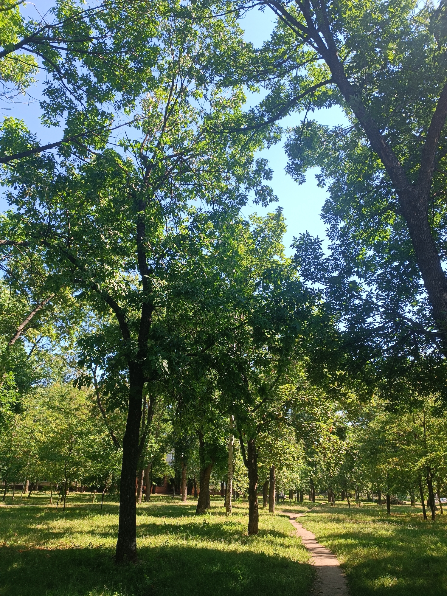 The image depicts a tranquil park scene on a sunny day. Tall, mature trees with lush green foliage dominate the foreground and midground, casting dappled shadows on the neatly manicured grassy lawn. A narrow, winding dirt path meanders through the park, inviting exploration. In the background, more trees create a dense forest canopy, and a hint of a brick building is visible through the leaves, suggesting the park is situated within an urban environment. The sky above is a clear, bright blue, characteristic of a summer day. The scene is likely from a public park in Zaporizhzhia, Ukraine, given the typical vegetation and park layouts found in the region. There are no people or animals visible in the image.