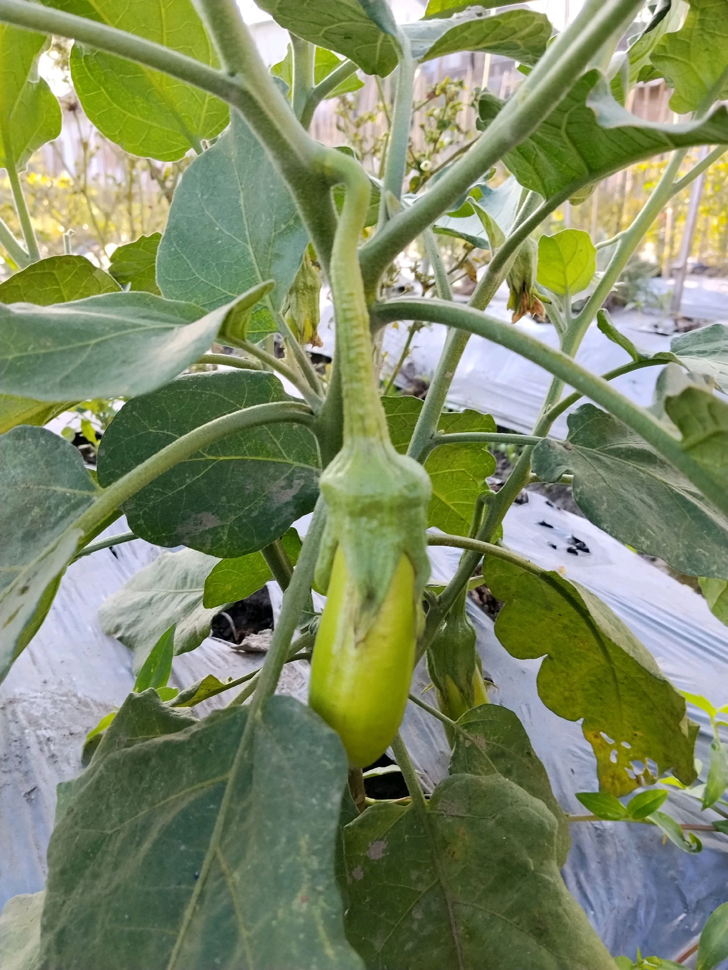 A light green eggplant fruit is growing on a plant with large green leaves and thick, fuzzy stems. The plant is covered in a white plastic mulch, which is common in agricultural settings. The background shows a blur of more vegetation, suggesting an outdoor agricultural environment in Panggungan, Indonesia.