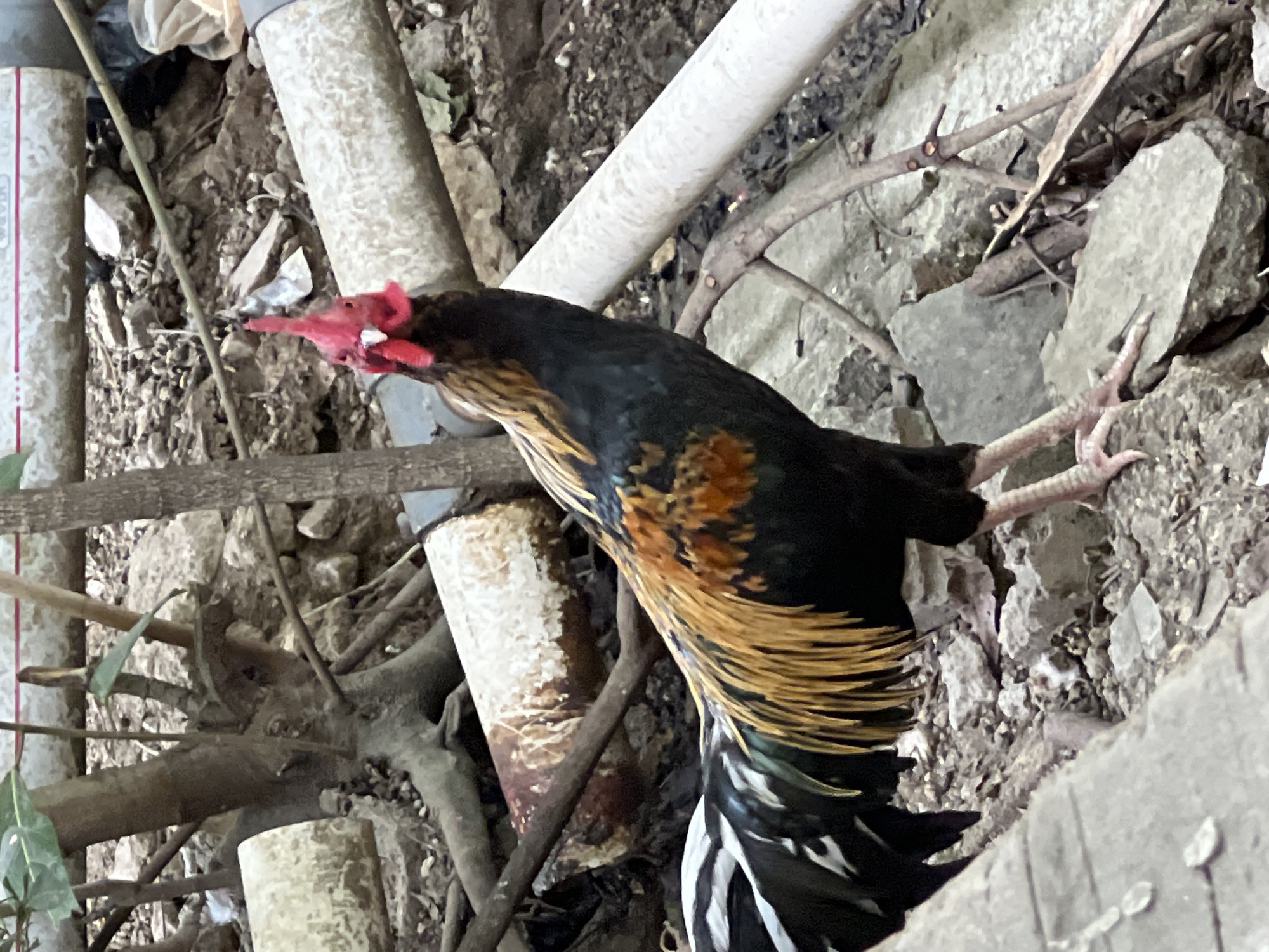 A rooster stands on rubble and dirt, facing the camera. The rooster is mostly black with iridescent green and blue feathers on its body, and fiery orange and yellow feathers on its neck and back. Its tail feathers are long and black with white stripes. The rooster has a red comb and wattle, and pink legs and feet. In the background, there are several pieces of white PVC pipe, tree branches, and rocks. The scene appears to be an outdoor area, possibly an industrial or construction site. The image was taken in Klapanunggal, Indonesia.