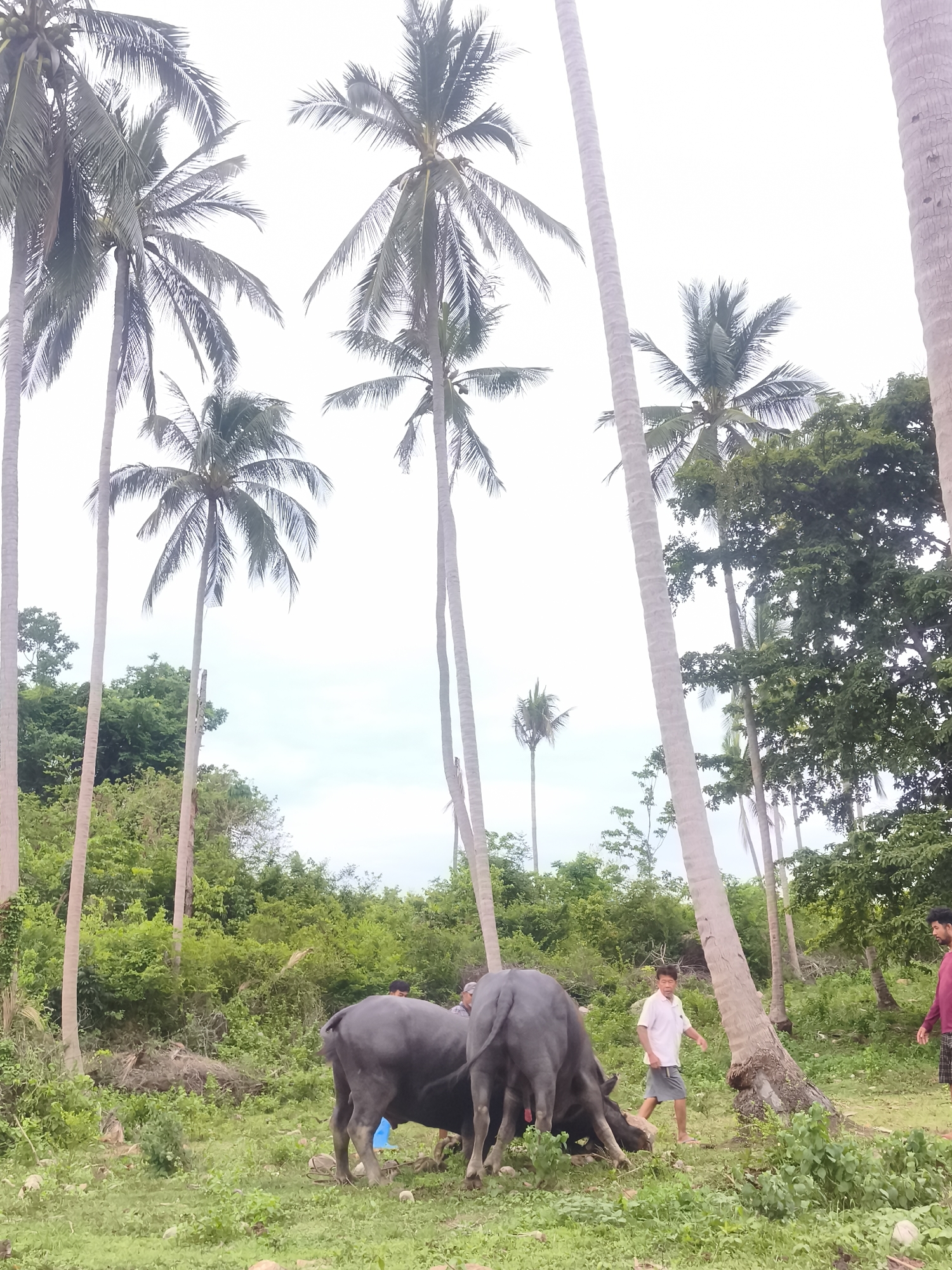 This image captures a rural outdoor scene in Baan Chaweng Noi, Thailand, featuring two men and two water buffalo amidst dense tropical vegetation. In the lower center, two dark-colored water buffalo are prominent, with one facing away from the camera, its head lowered to graze on the green grass. The other buffalo is partially visible to its right, also grazing.
Two men are present in the frame. One man, wearing a white short-sleeved shirt and light-colored shorts, is seen walking between the two buffalo, seemingly overseeing their activity. Another man, dressed in a red long-sleeved shirt and dark shorts, stands on the far right, partially obscured by a palm tree trunk.
The setting is characterized by numerous tall, slender palm trees, likely coconut palms, which dominate the upper and mid-sections of the image, reaching high into a very bright, almost white sky, indicative of an overcast day or intense sunlight. Many of these palms appear to bear coconuts. Behind the ground-level activity, a lush green forest or jungle covers a sloping hillside, forming a dense natural backdrop. The ground itself is a mix of green grass, some sparse vegetation, and patches of earth. The scene conveys a sense of everyday life in a tropical, agricultural environment.