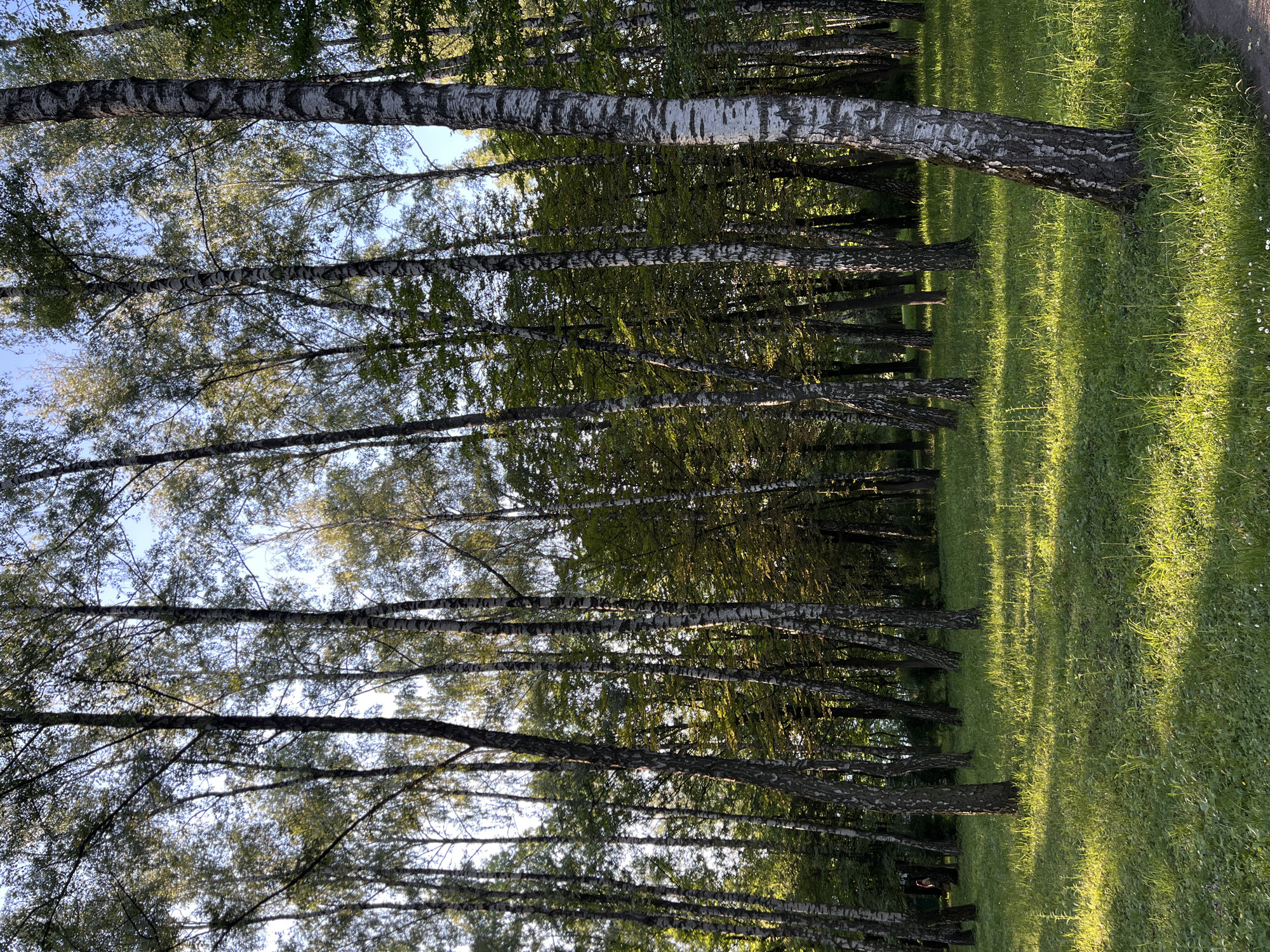 The media file captures a sun-dappled birch forest. The trees, characterized by their distinctive white bark with black markings, stand in a dense arrangement, their branches forming a canopy that filters the sunlight. The light casts long shadows across a vibrant green lawn, indicating it is likely late afternoon or early morning. Small white flowers are scattered throughout the grass, adding to the natural beauty of the scene. The overall impression is one of peacefulness and natural tranquility. The location is identified as Ternopil, Ukraine. There is no visible text in the image.