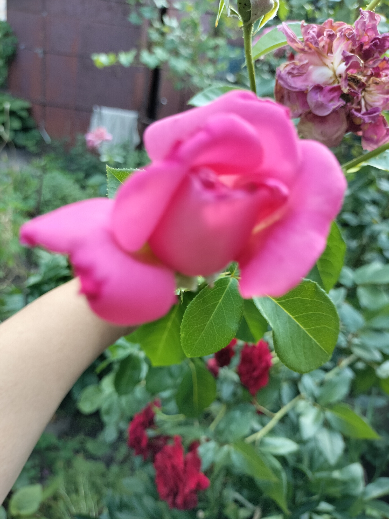 A partially blurred image shows a person's arm and a vibrant pink rose in the foreground, with a wilted rose and other foliage in the background. The scene appears to be outdoors in a garden setting. There are no visible landmarks or specific features that would indicate a location in Kryvyi Rih, Ukraine.