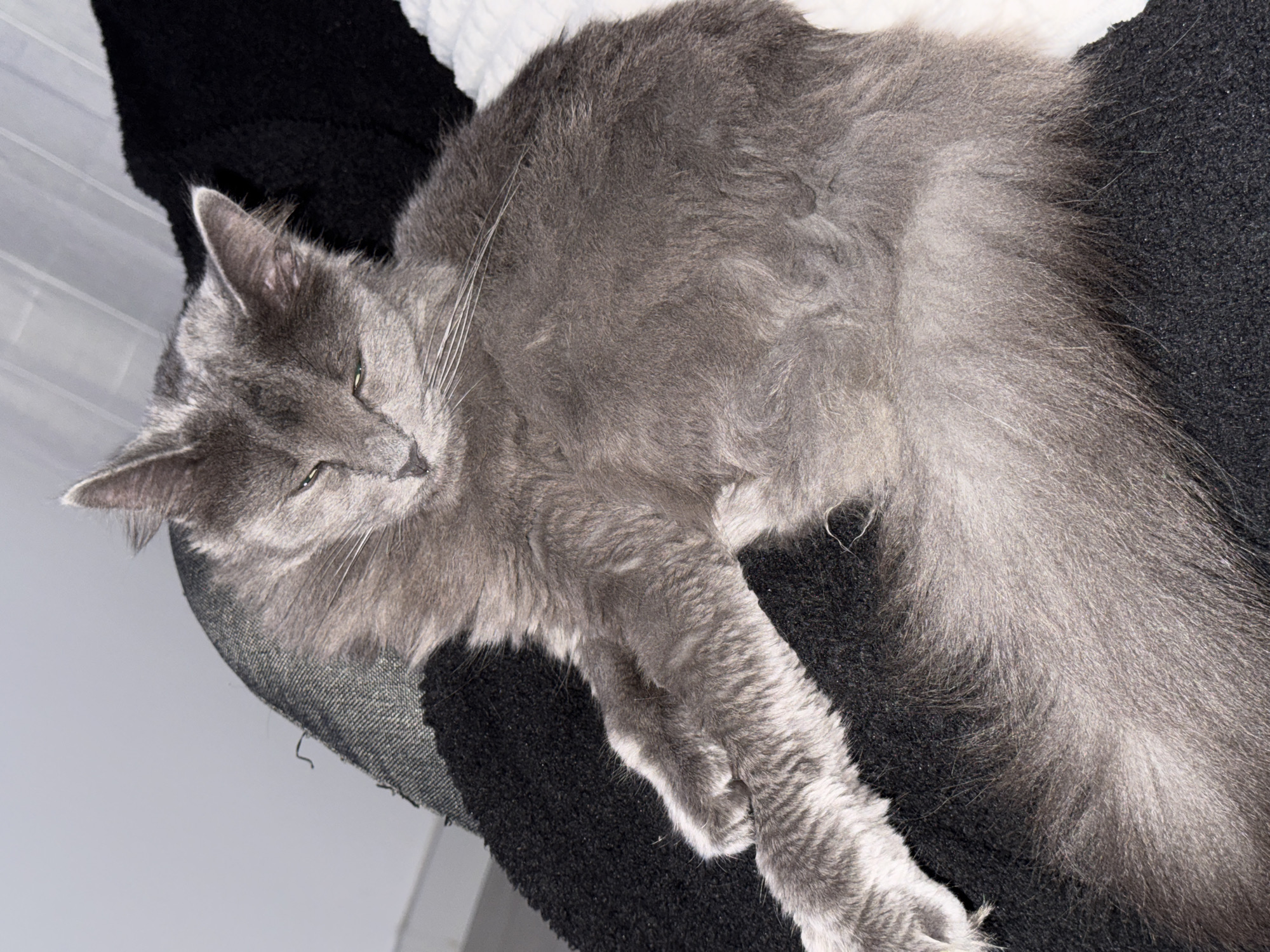 This media file captures a beautiful, long-haired grey cat resting comfortably on a black, textured surface, likely a cat tree or a soft bed, indoors in Varna, Bulgaria. The cat is stretched out on its side, with its head slightly turned towards the viewer. Its eyes are partially open, conveying a relaxed and possibly sleepy expression. The cat's fur displays various shades of grey, appearing lighter on its belly and paws, and it features prominent long white whiskers. To the upper left and right of the cat, there are glimpses of a white, softly textured surface, possibly a blanket or cushion, while a lighter, more uniform background suggests a wall or window blind. The image is well-lit with soft, even light, highlighting the texture of the cat's fur and the surrounding fabrics. No text is visible in the image.