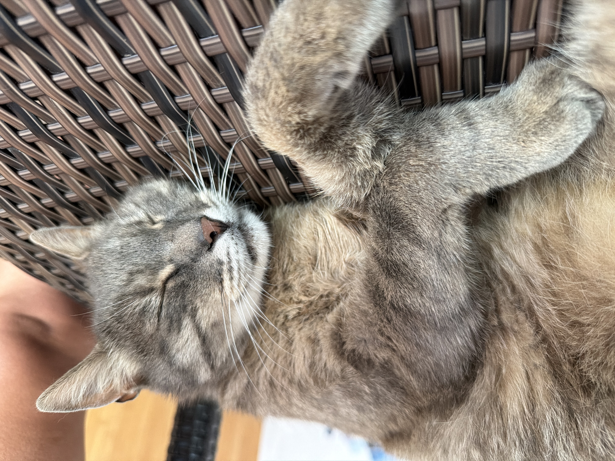 An adult tabby cat sleeps peacefully on a brown wicker chair outdoors. The cat is a mix of grey and tan fur with distinct tabby markings. Its eyes are closed, and its head is resting on its paws. The wicker chair has a woven pattern of brown and black strands. In the background, a person's arm and shoulder are visible, suggesting they are sitting near the cat. The environment appears to be a relaxed outdoor setting, possibly a patio or garden. There is no information in the image to suggest a specific location in the city of Prosena, Bulgaria.