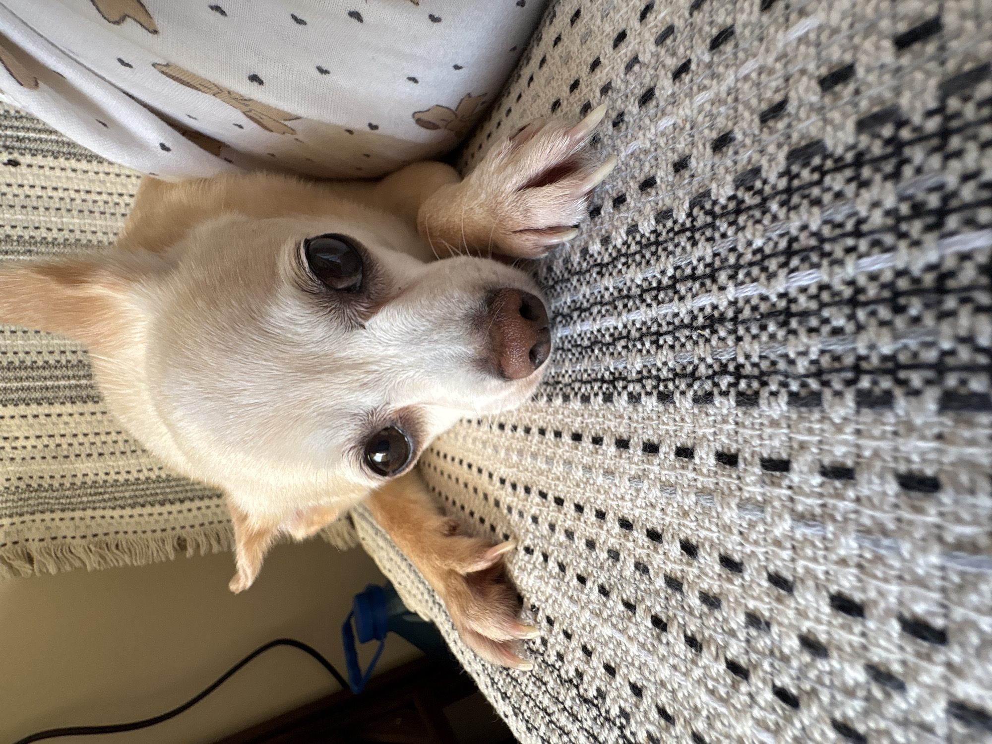 A close-up, eye-level shot captures a light-colored chihuahua resting on a textured fabric surface. The dog's face is the primary focus, with its large, dark eyes looking directly at the camera. The chihuahua's ears are perked up, and its nose is a light brown. Its front paws, with visible claws, are resting on the fabric, which appears to be a patterned throw or cushion with black and white geometric designs. To the right of the dog, a piece of white fabric with a subtle pattern of small dark dots and what appear to be animal outlines is visible. In the background, a blurred beige wall and a dark object with blue elements, possibly an electronic device or cord, are present. The lighting is natural, casting soft shadows. The image was taken indoors, likely in a home environment. There is no information available about the specific location in Vratsa, Bulgaria.