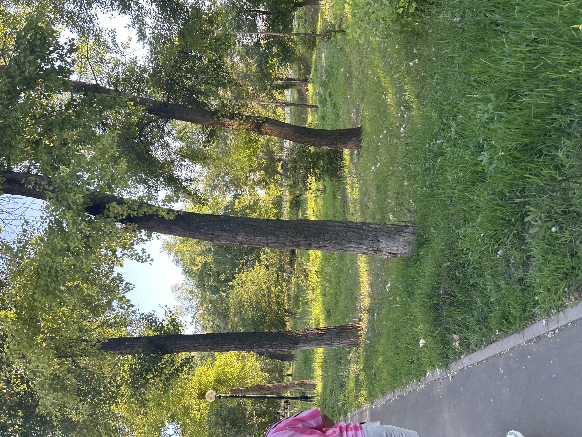 The image depicts a park scene with several mature trees casting dappled sunlight on a grassy area. In the foreground, a paved path runs along the left side of the frame, with a person partially visible wearing a pink and white striped shirt and light-colored pants. Beyond the path, the grass is green and dotted with white debris, possibly fallen flower petals or fluff. Several trees with rough bark and lush green leaves are prominent, with a lamppost visible behind one of them. The background reveals more trees and foliage, with hints of a fence and a distant road. The overall atmosphere suggests a pleasant, sunlit day in a city park. This scene is consistent with the appearance of parks in Orenburg, Russia, known for their green spaces and tree-lined avenues.
