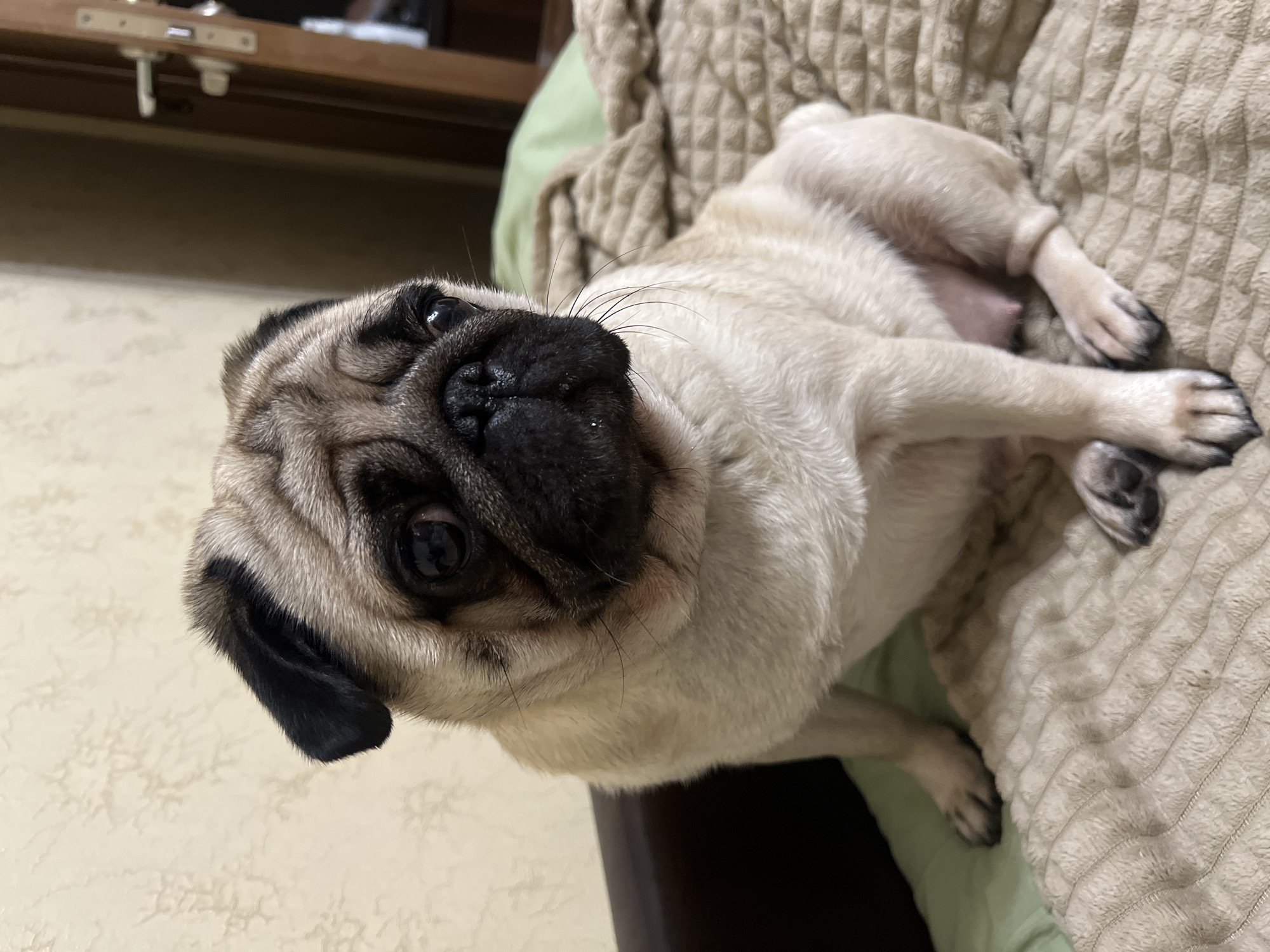A fawn-colored pug dog sits on a beige textured blanket in a dimly lit room. The pug is facing the right side of the frame, with its head turned to look directly at the camera. Its eyes are dark and appear to be slightly sad or contemplative. The dog's ears are black and floppy. The background shows a wall with a subtle textured pattern and a wooden door with a white handle. A dark brown sofa is partially visible on the left. The lighting is soft and casts gentle shadows.