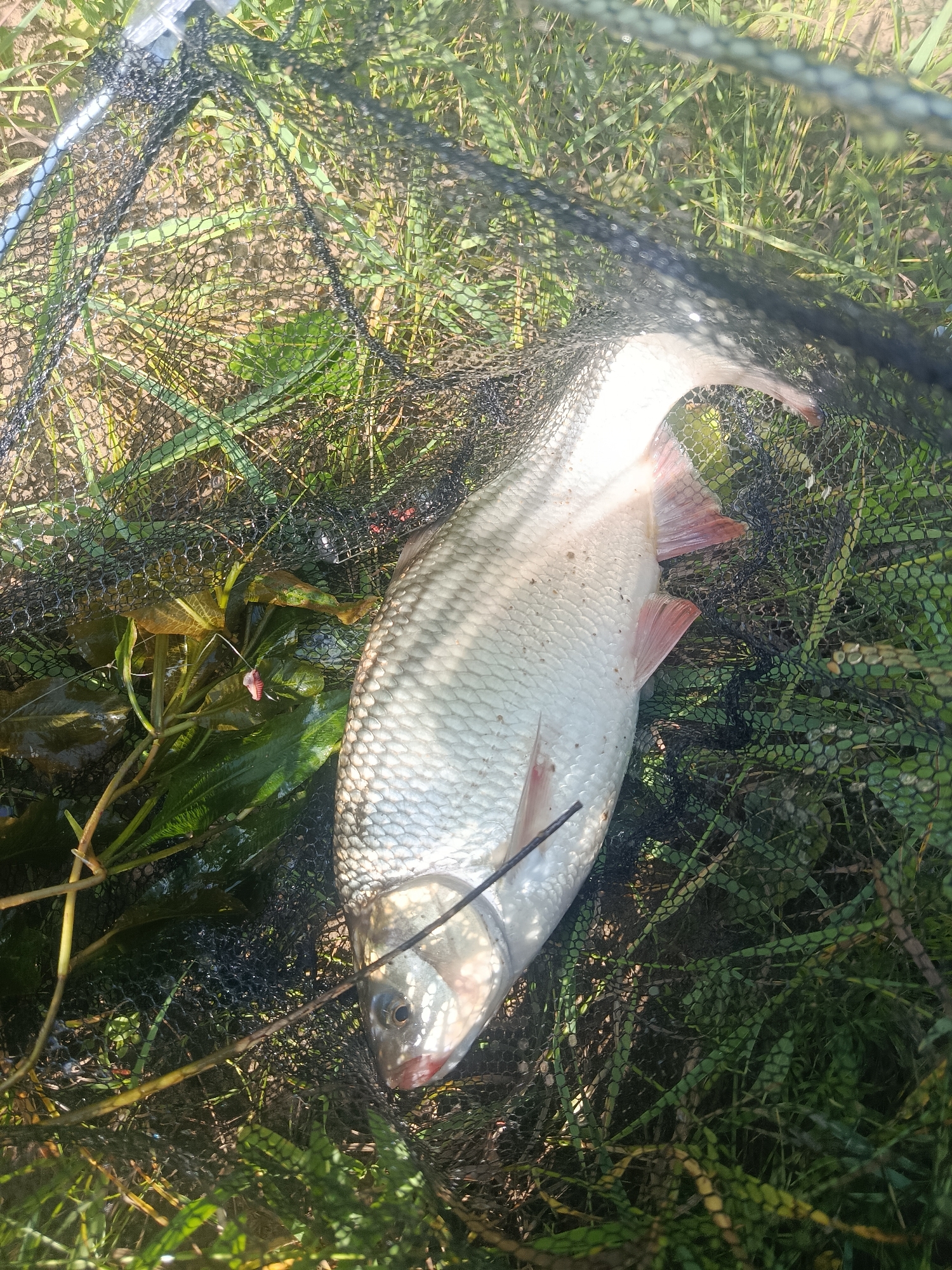A silver fish lies on its side within a black fishing net. The fish's scales are prominent, and its fins, particularly the pectoral fins, are a reddish-pink color. The fish's mouth is slightly open, revealing a pink interior. The net is placed on a bed of green grass and some darker, aquatic plants. Sunlight illuminates the scene, casting shadows through the net and onto the fish and surrounding vegetation. The background is an out-of-focus blend of grass and soil.