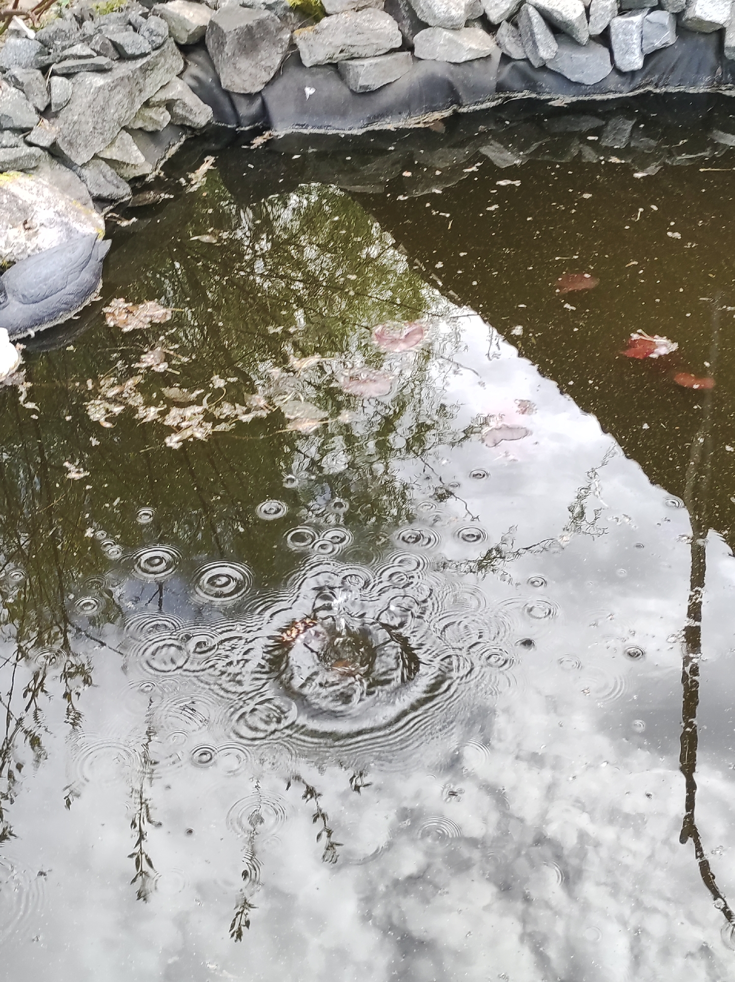 The image shows a pond with ripples on the surface, likely caused by rain. The pond is surrounded by rocks, some of which appear to be forming a border. The water reflects the sky, suggesting an overcast day. There are some leaves and other debris floating on the surface of the water. There is no evidence to indicate that this is located in the city of Фоки, Russia.