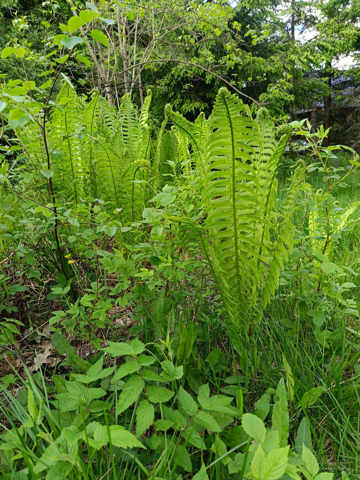 The image depicts a patch of lush green vegetation, dominated by ferns in the foreground. These ferns are prominent, with their characteristic fronds unfolding. Other green plants, including what appears to be brambles, grass, and broadleaf foliage, fill the space around the ferns. The ground is partially visible, showing some leaf litter and soil. In the background, taller trees are present, suggesting a woodland or forest edge setting. The overall impression is one of a dense, overgrown area within a natural environment. The location is in Vishnovka, Russia, although this is not discernible from the image itself.