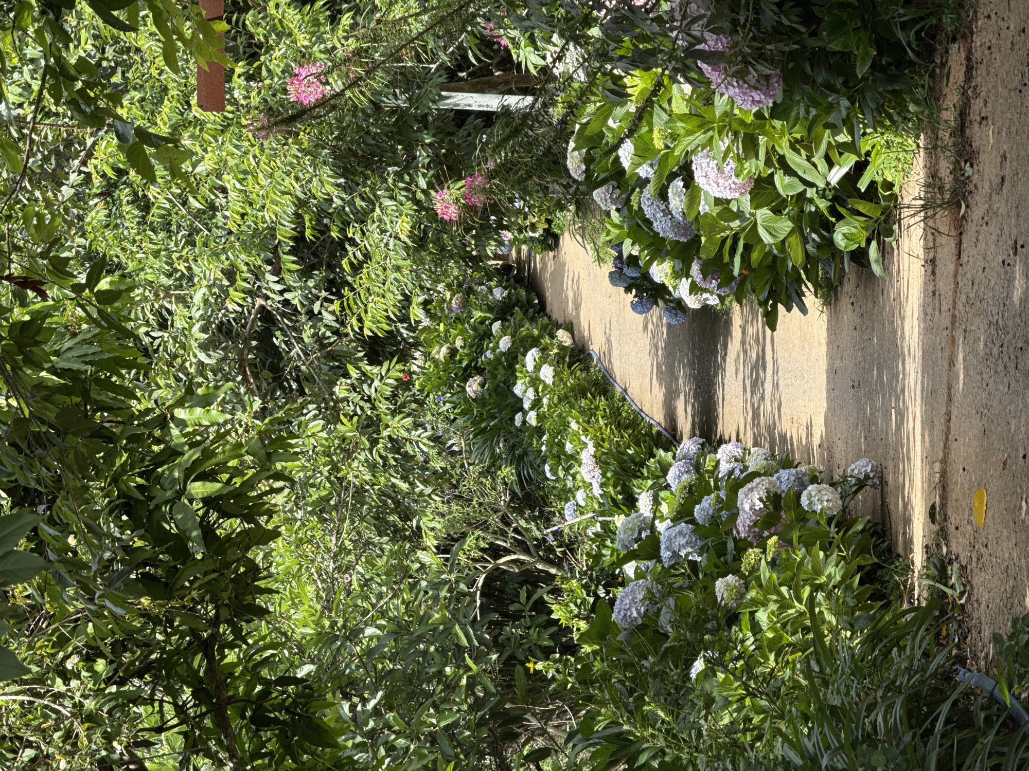 A sunlit concrete path winds through a lush garden in Da Lat, Vietnam. Hydrangea bushes line both sides of the walkway, displaying a range of white, blue, and purple blossoms. Dense foliage fills the background, with occasional pink flowers interspersed amongst the green. The path itself is smooth, with a few yellow leaves visible near the edge. Shadows cast by the overhead vegetation create patterns on the ground.