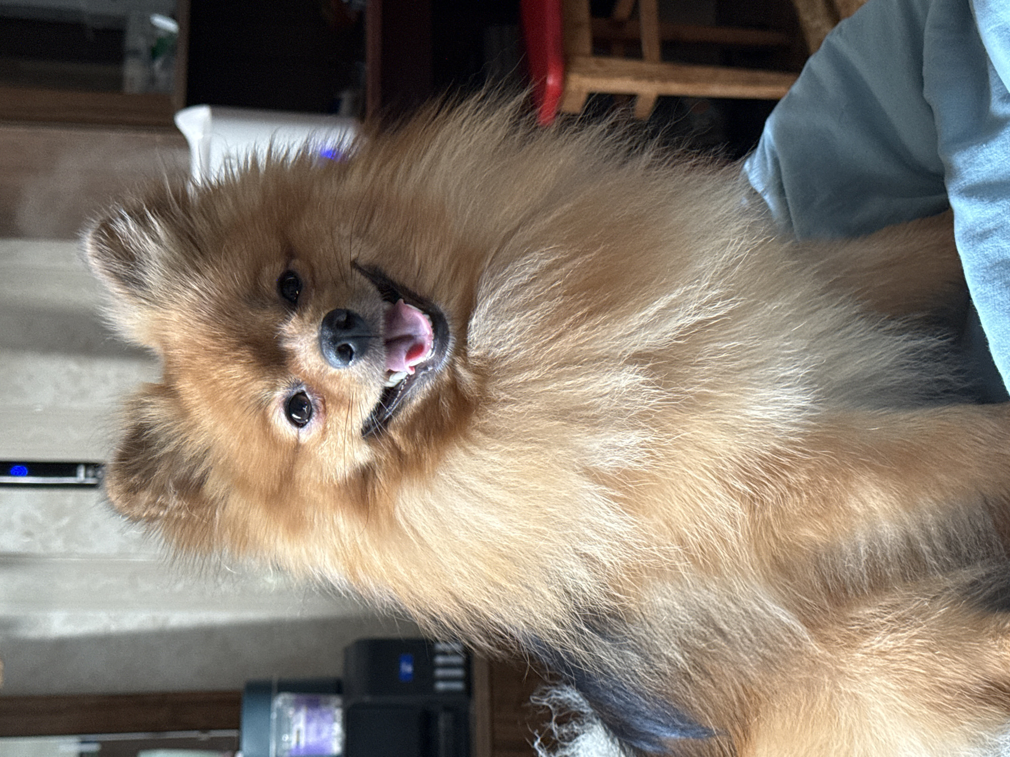 A fluffy, orange Pomeranian dog is sitting on a light blue blanket in an indoor setting. The dog's mouth is open in a smile, revealing its pink tongue and teeth. In the background, a wooden chair with a red seat is visible, along with a dark wooden shelf unit and some electronic equipment. The lighting suggests it is daytime. The provided metadata does not contain information about the location in Khimki, Russia.