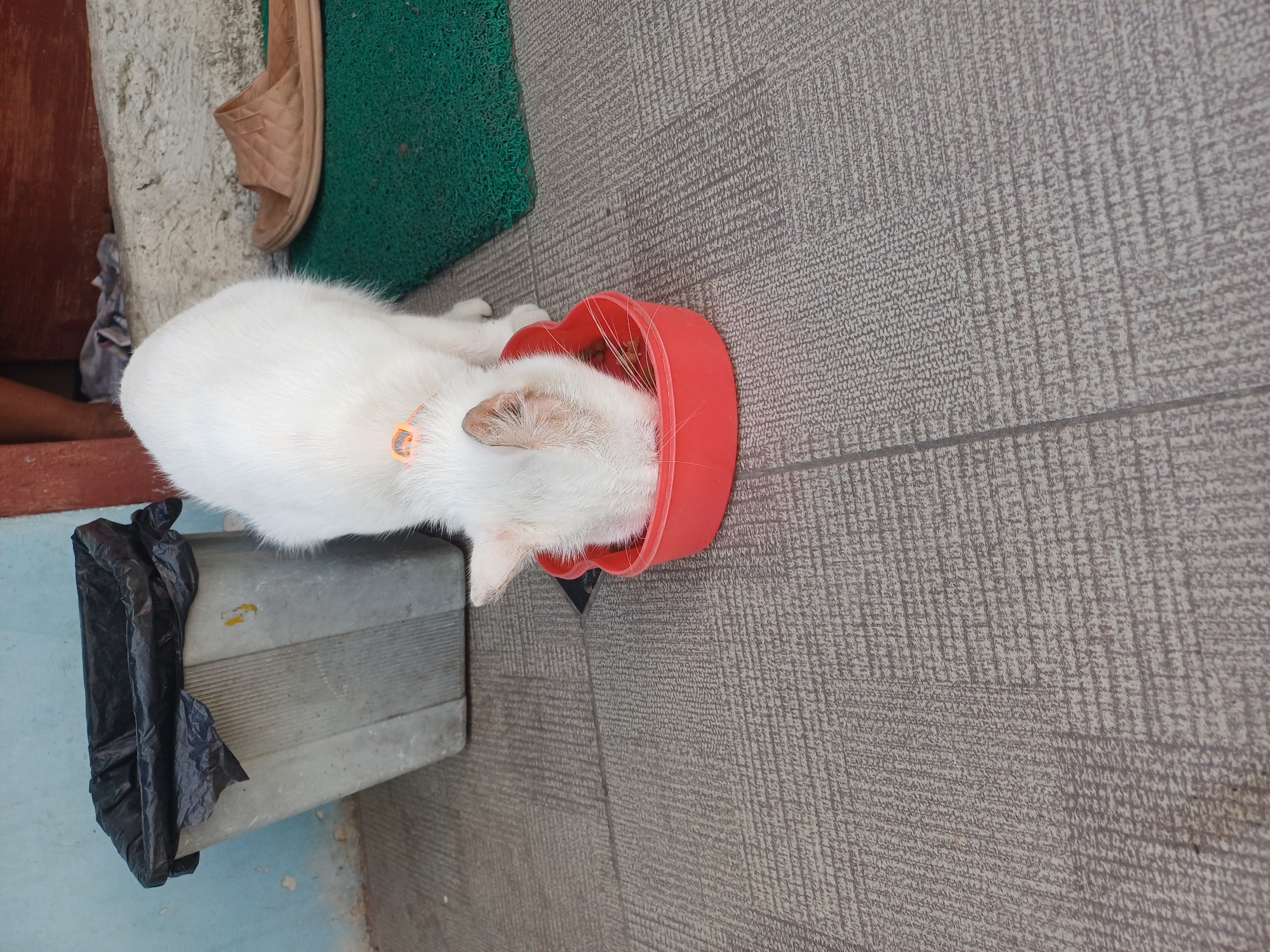 A white cat with an orange collar is eating from a red heart-shaped bowl of food placed on a grey tiled floor. To the left of the cat, there is a grey trash can with a black plastic bag inside. Behind the cat, to the right, a brown slipper rests on a green mat. The background shows a wall and a wooden structure. This scene is located in Pulungan, Indonesia.